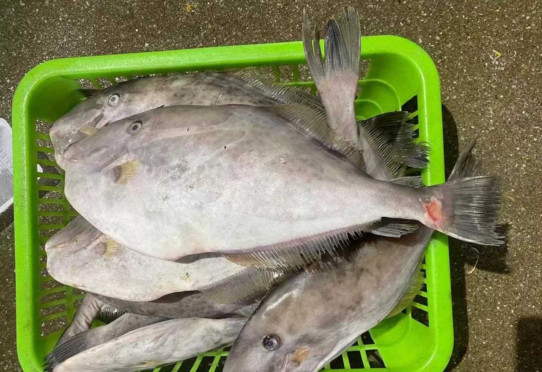 大扒皮鱼～经典好吃的海鱼!这是本港货,非超市常见冷冻货!