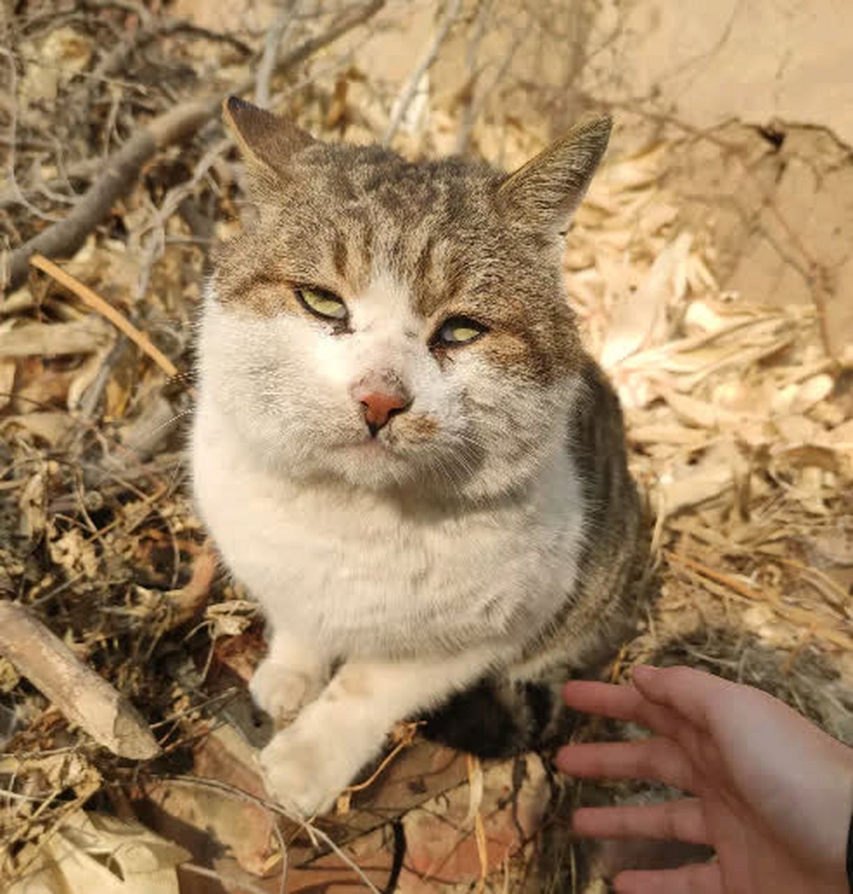 村里的流浪猫看起来不太聪明[抠鼻]