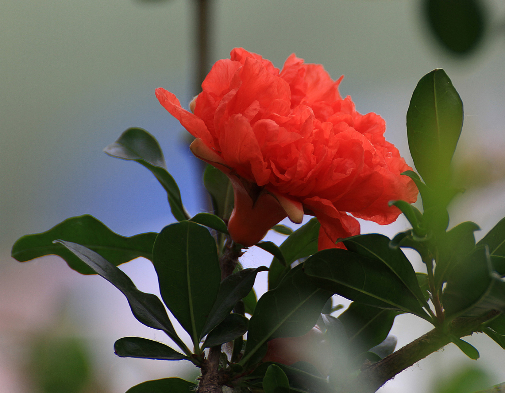 石榴花,玛瑙石榴花,牡丹石榴花与白石榴花.