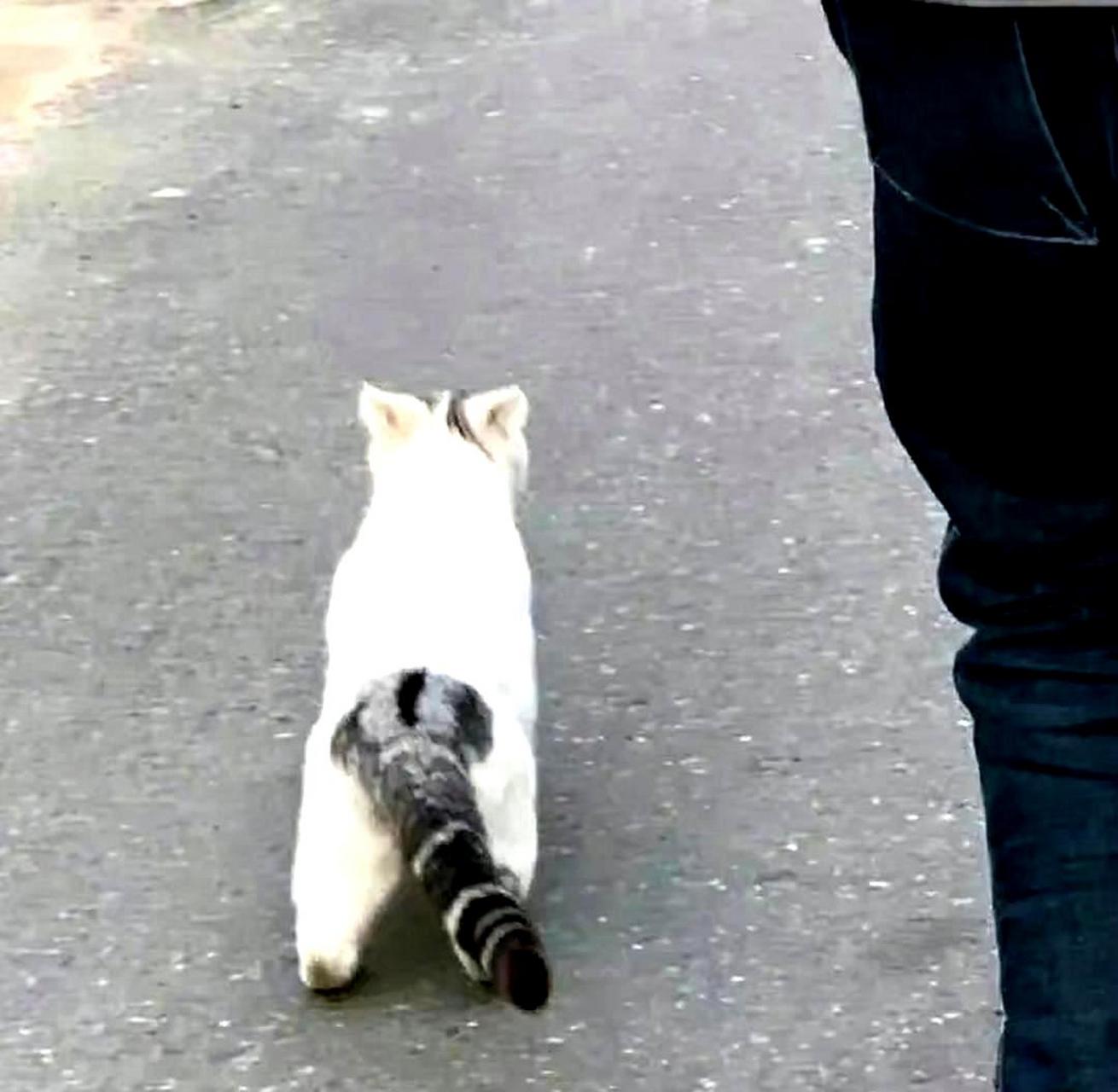 这个尾巴是属于虎斑猫的还是狸花猫的?