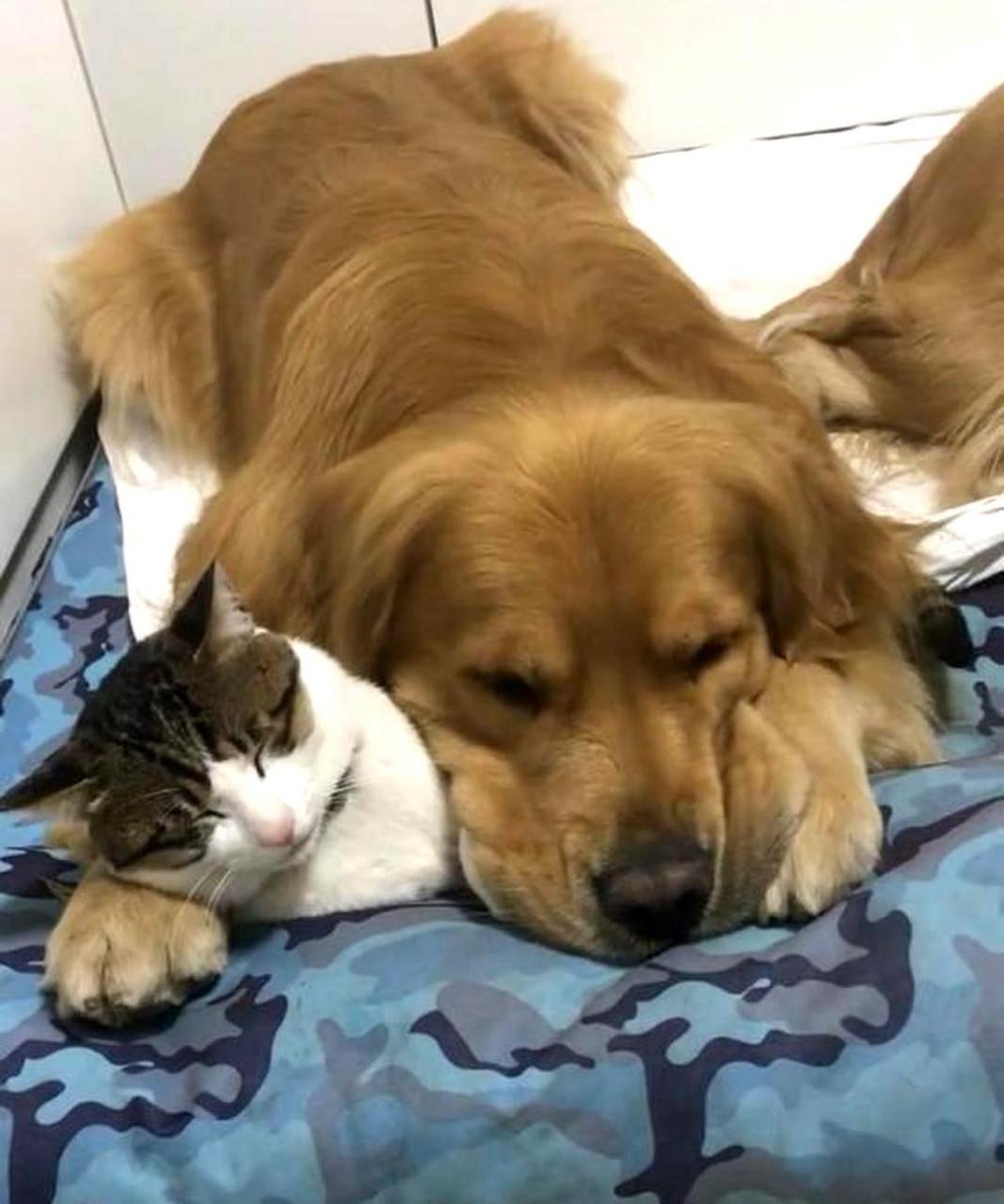 在寒冷的天气里,猫咪和金毛依偎在一起休息,这温馨的场景让人感到暖暖