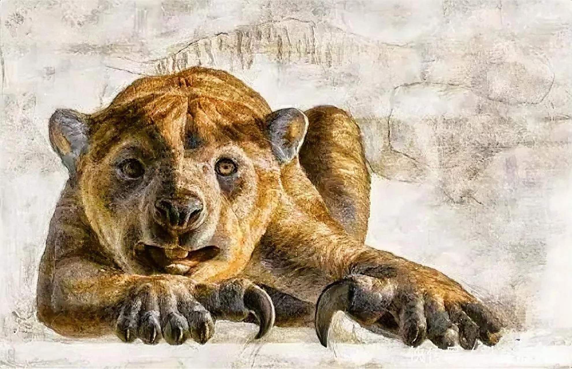 袋狮是一种已经灭绝的有袋动物,生活在2百万至4.6万年前的澳大利亚.