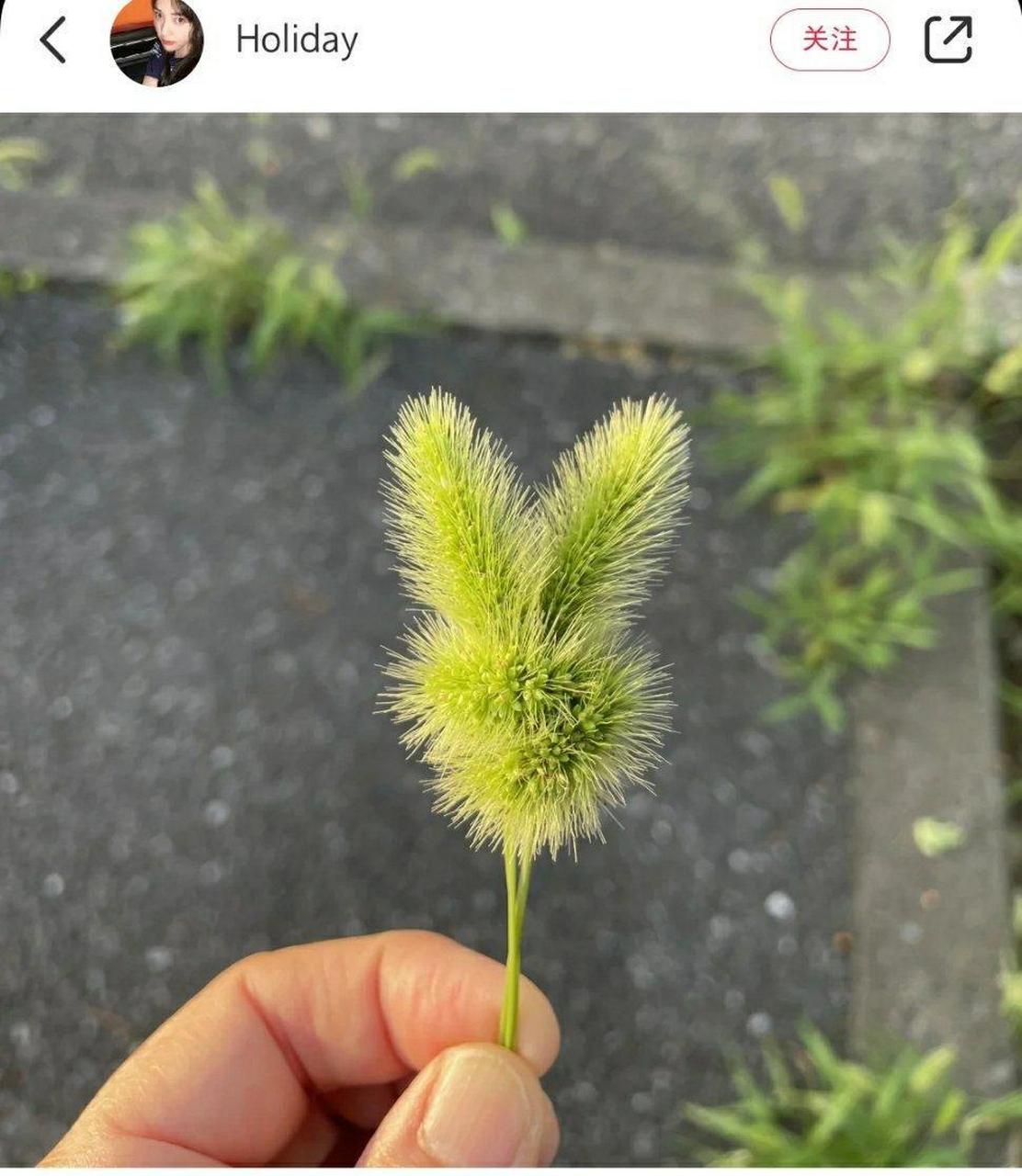 用狗尾巴草编小兔子,谁小时候还没拥有过!