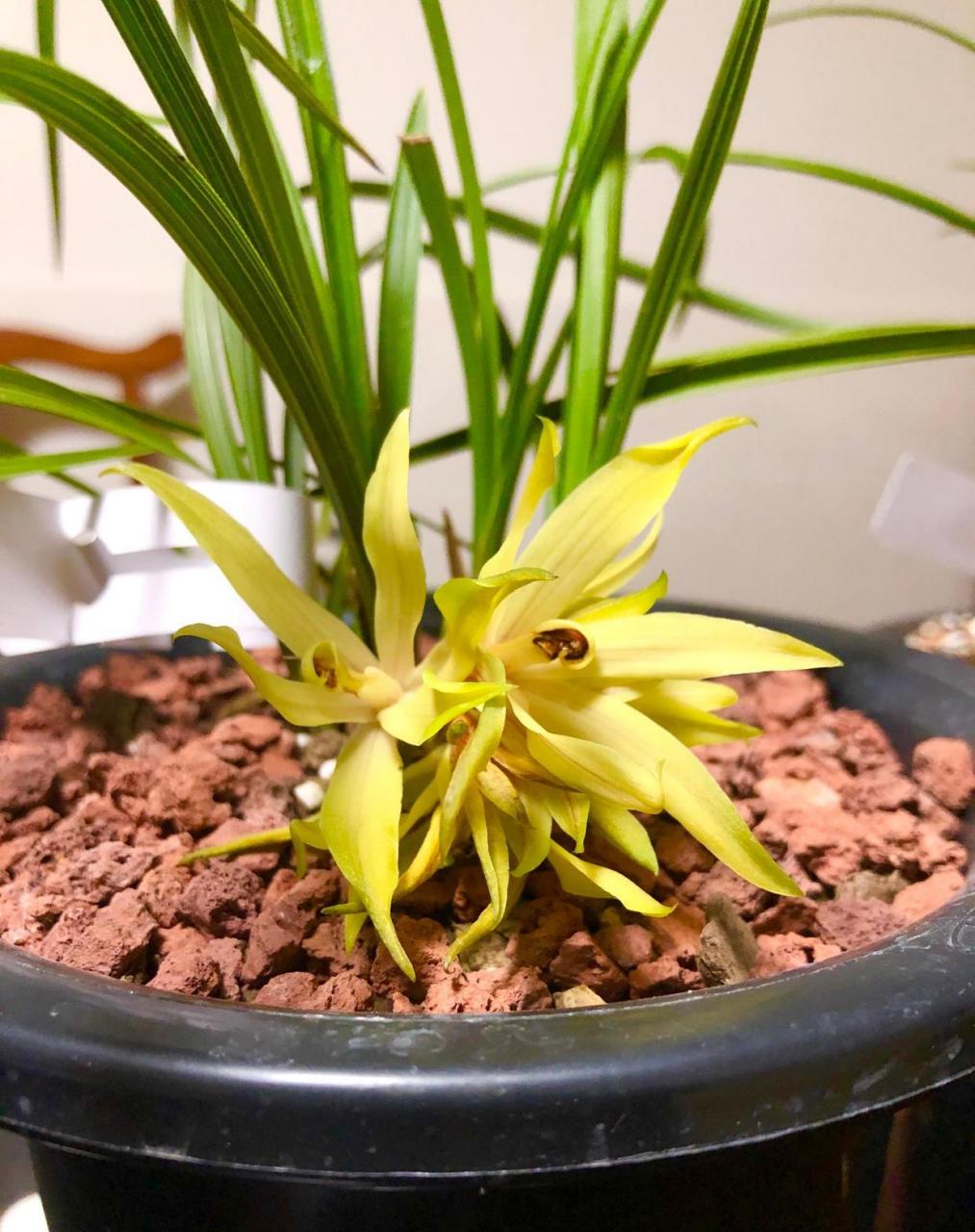 蕙兰奇花开花很香,3苗发了4苗,期待复花 蕙兰奇花,没有舌头,捧瓣直接