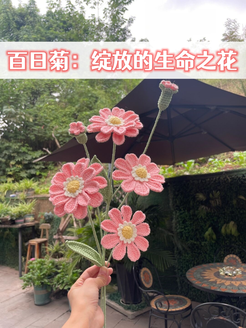 百日菊的图片 花语图片