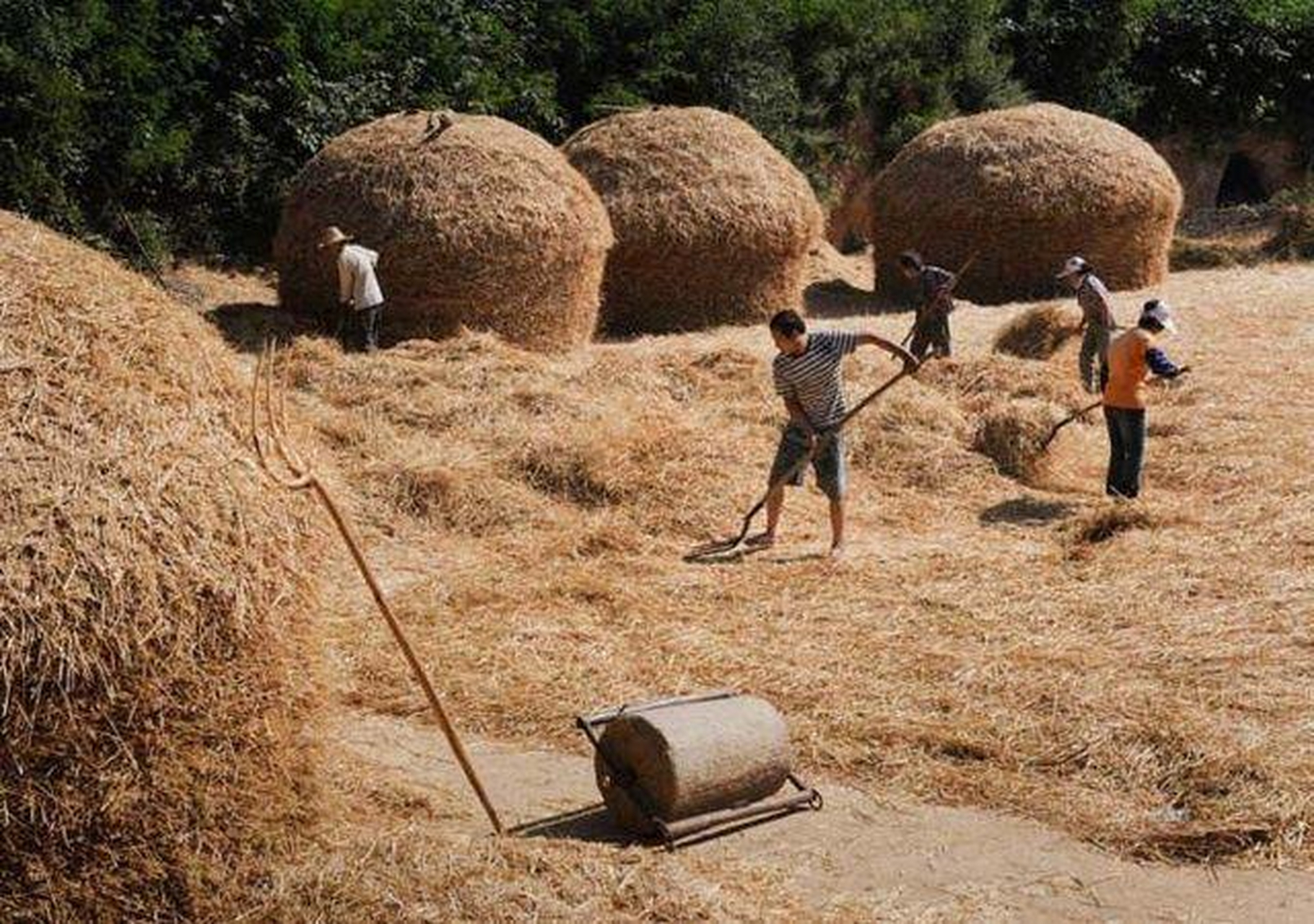你还记得小时候割麦的场景吗?如果有下面这些经历,说明你不再年轻!