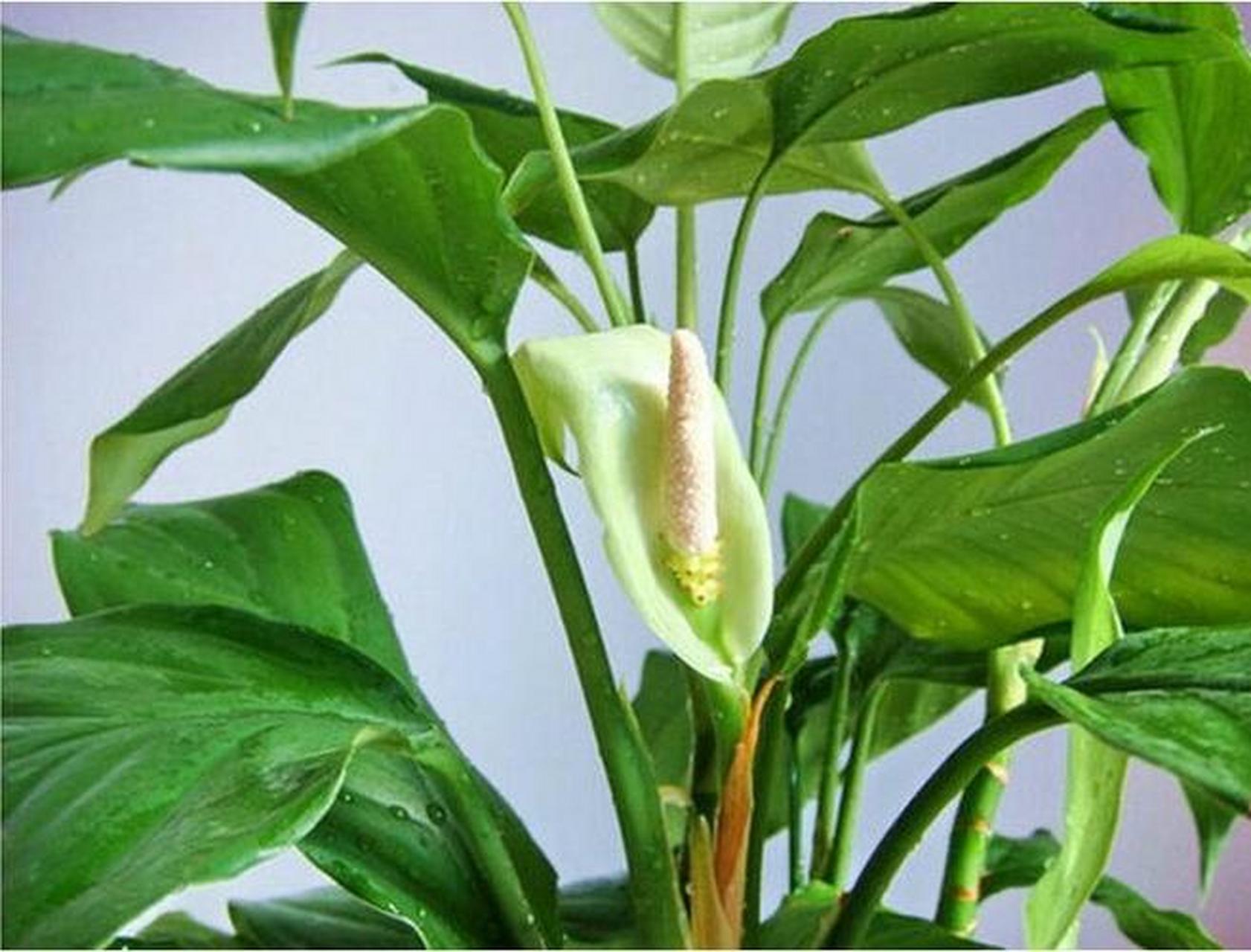 认识一下"绿巨人" 绿巨人"是一种常见盆栽绿植,实际上是白掌或白鹤芋.