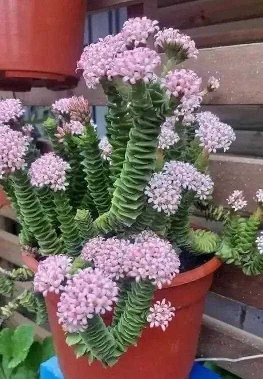 [友军] 多肉花,娇而不腻,艳而不俗.