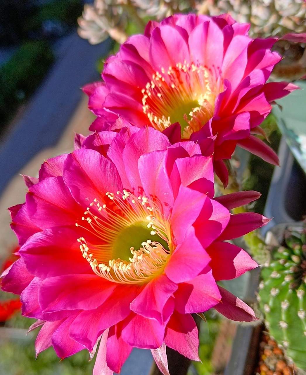 有种很会开花的仙人球,名叫"浓桃筋",属于彩色草球,球体幼时呈圆球形