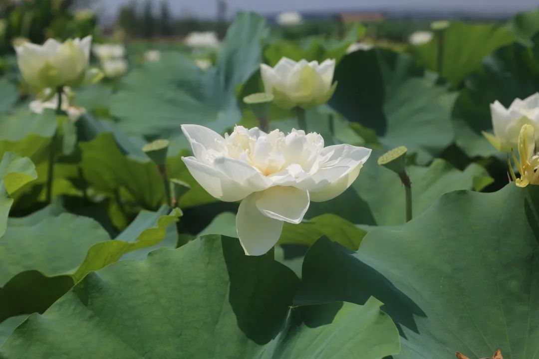 广西贵港荷花图片