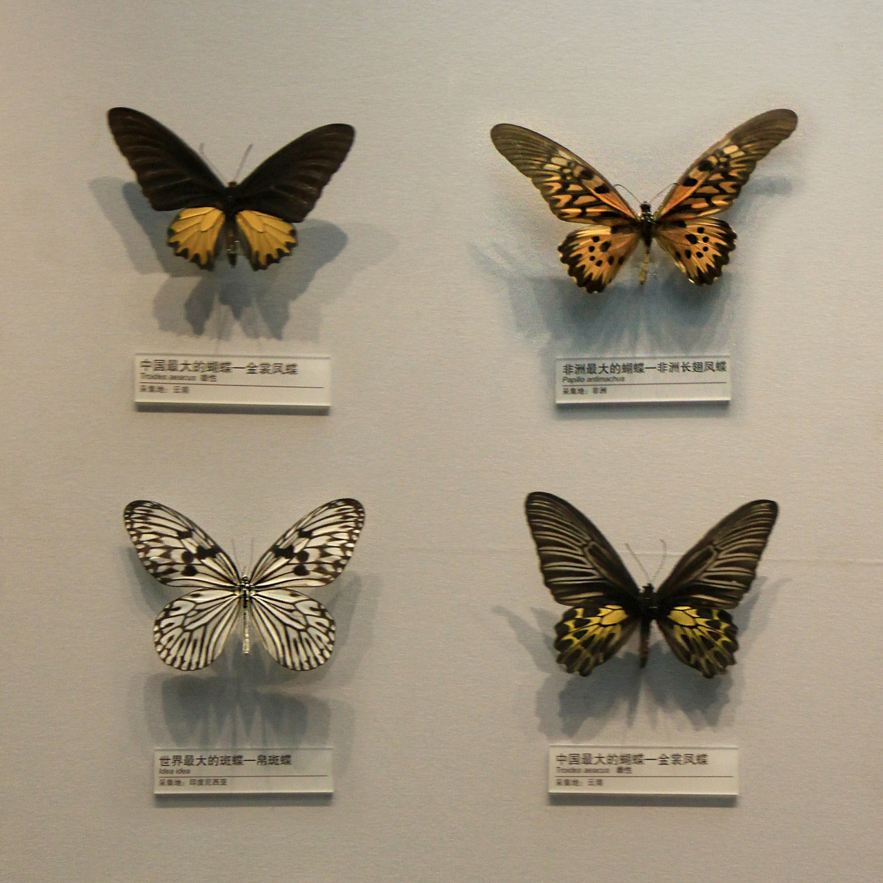 中国最大的蝴蝶,世界最大的蝴蝶.