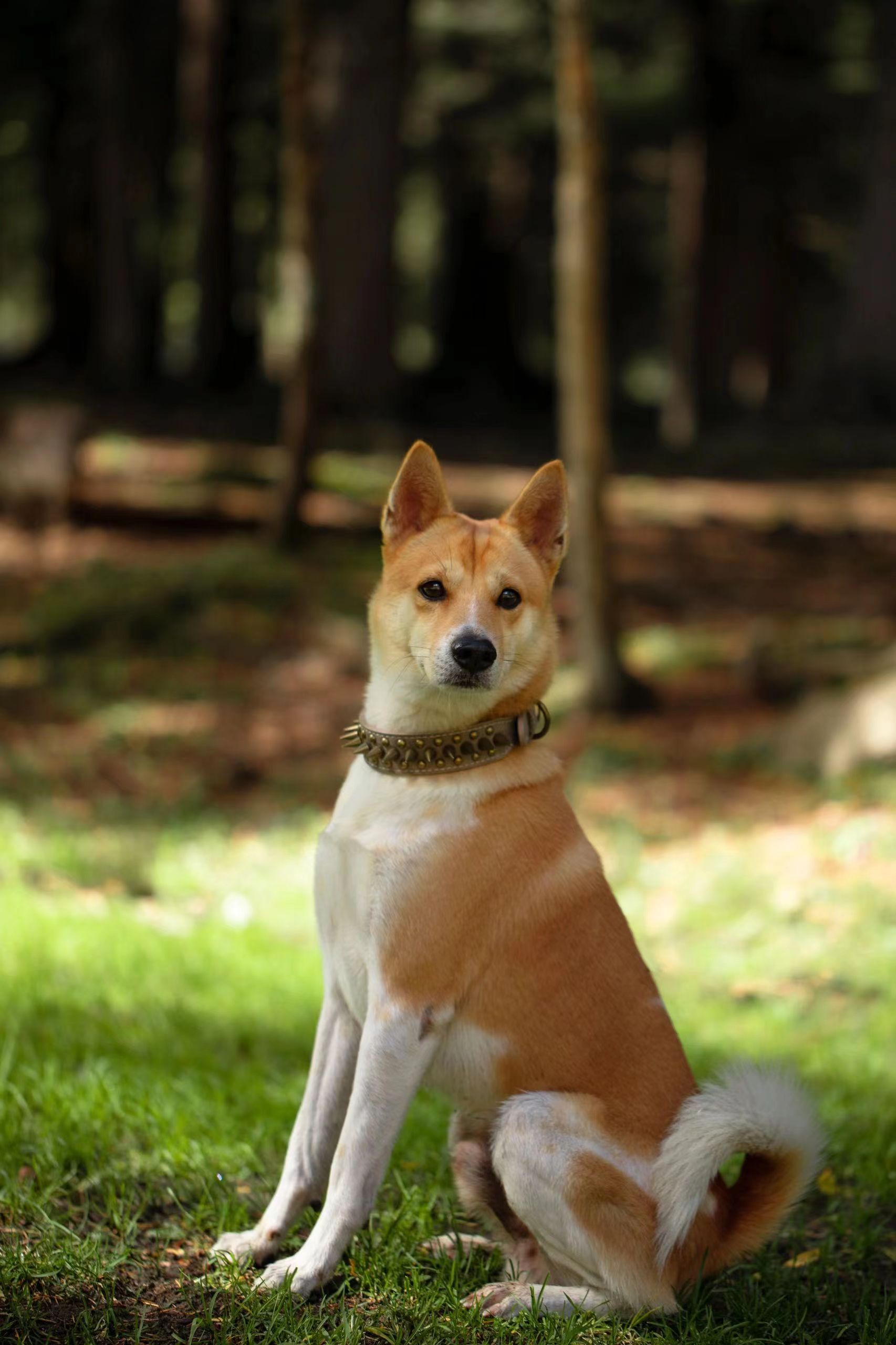 日本田园犬图片大全图片