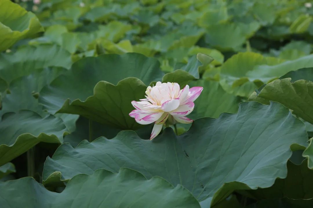 广西贵港荷花图片