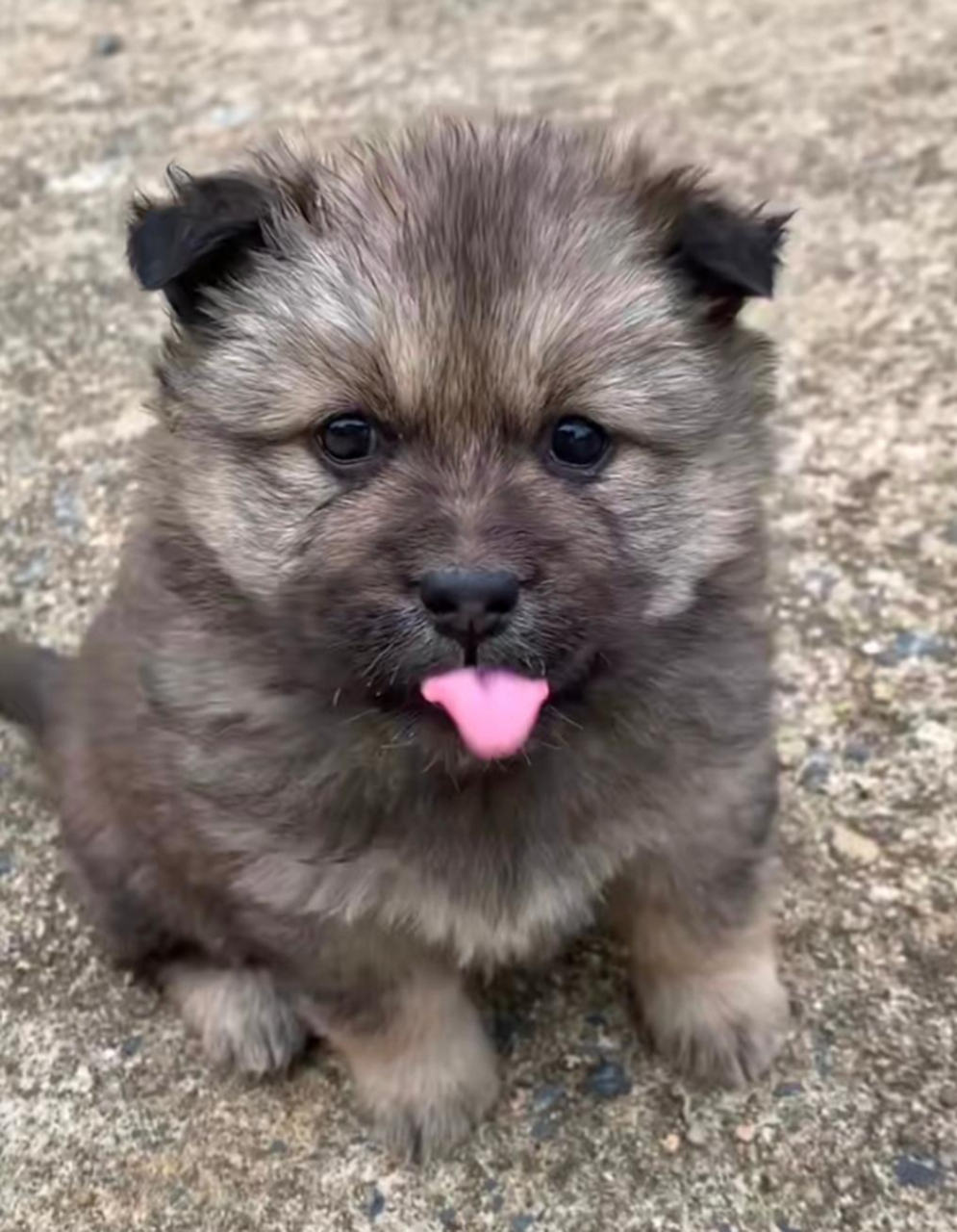 好可爱的小土狗啊!长得真漂亮!