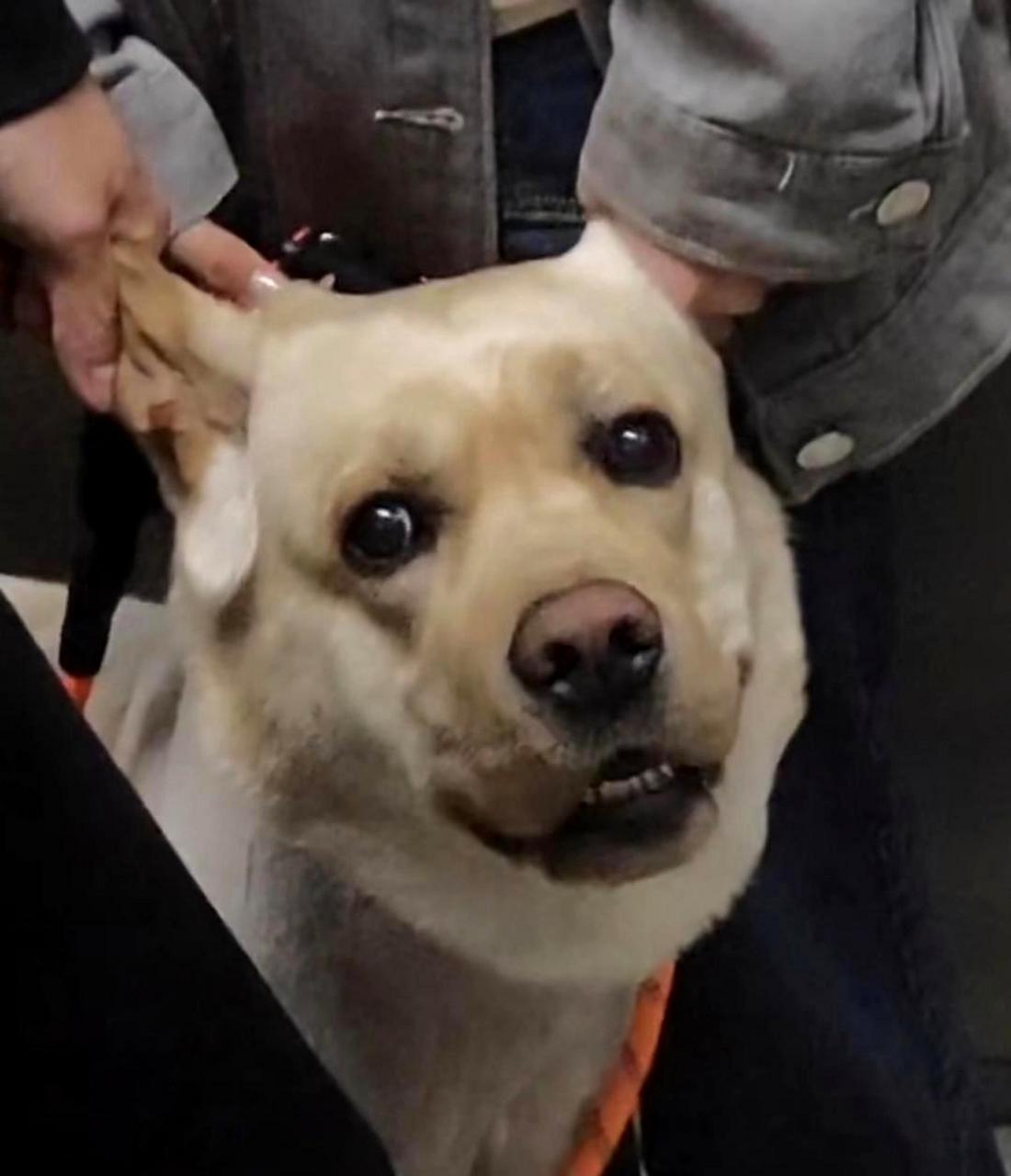 这只被主人揪着耳朵看着我的狗子,它想表达什么意思呢?