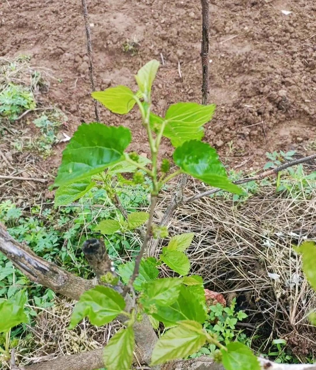 买的车厘子苗三年了,马上就要结果了吧?1717