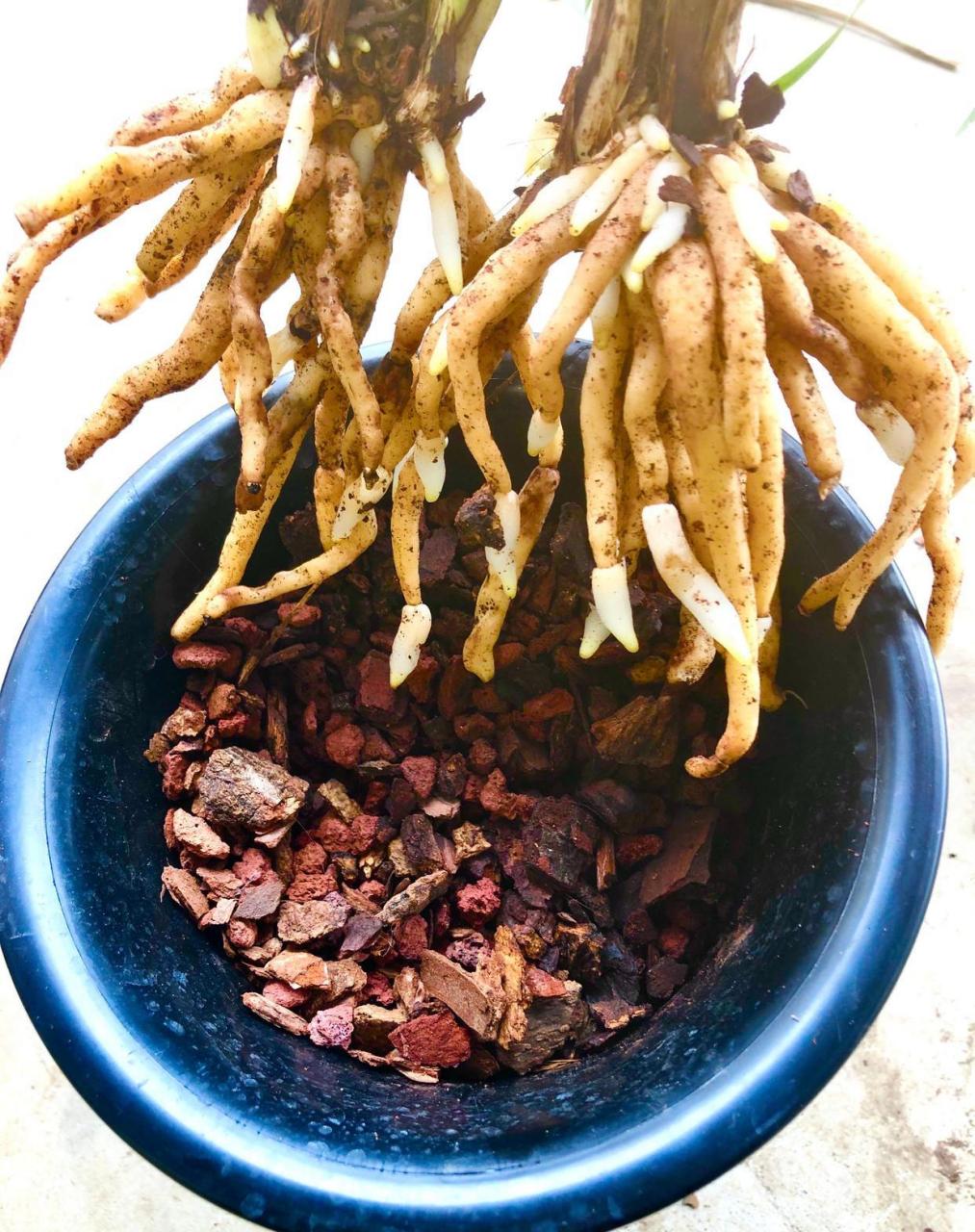 兰花在植物根系中的分类 植物根的形态多种多样,可分为直根系和须根系