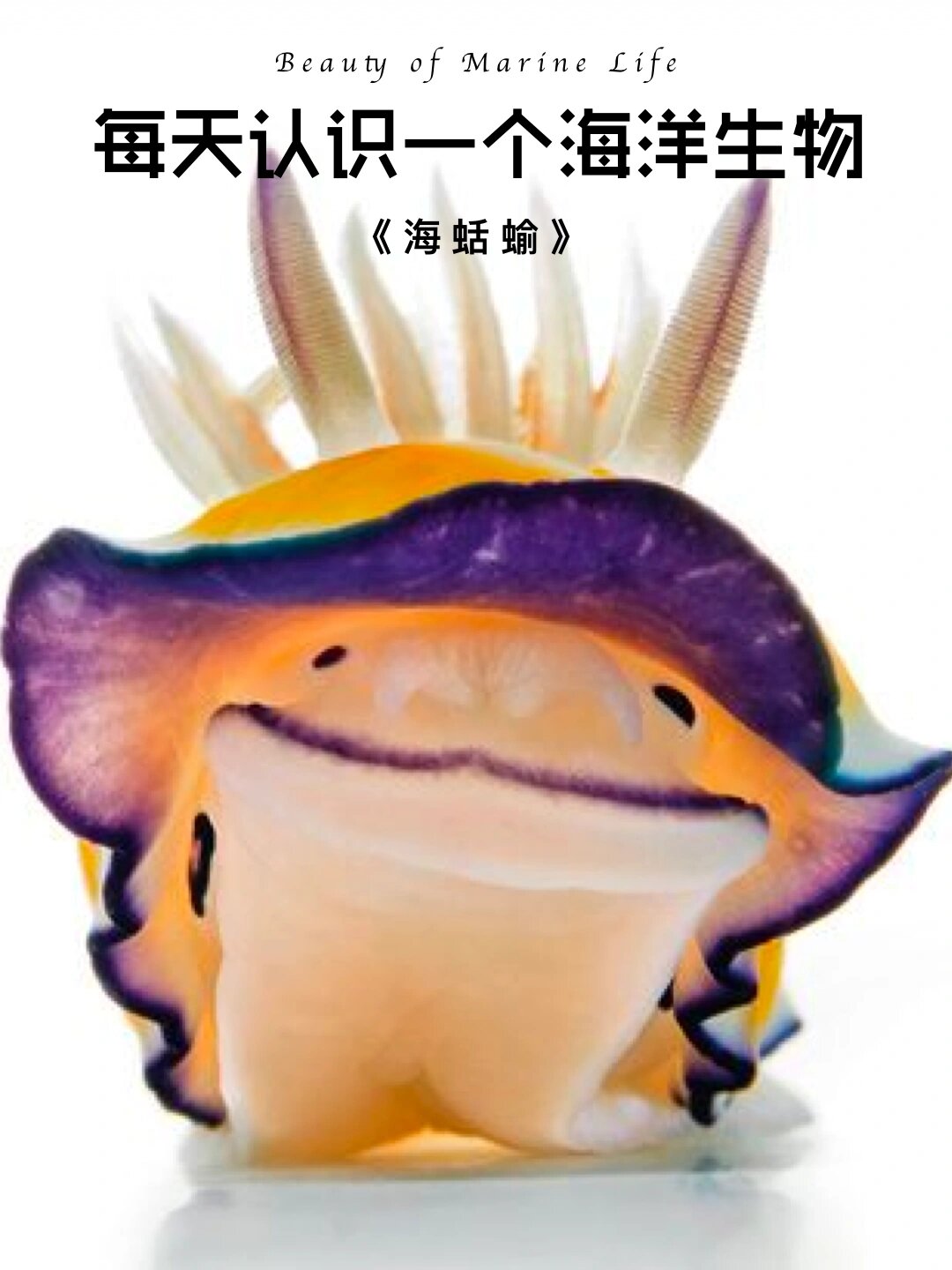 每天认识一个海洋生物