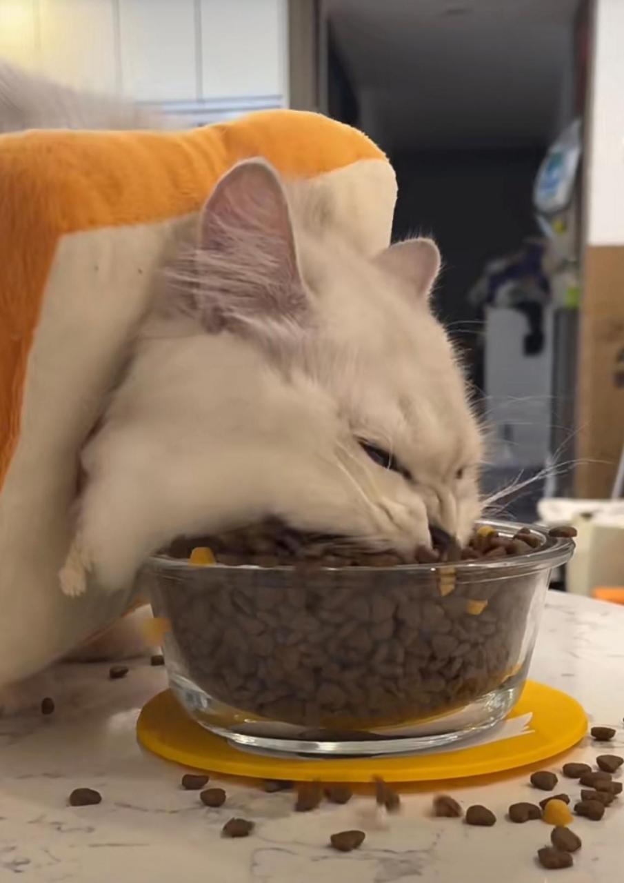 人家猫都是一颗一颗吃,你家猫一把一把吃,一大口都差点把碗一起吞了!