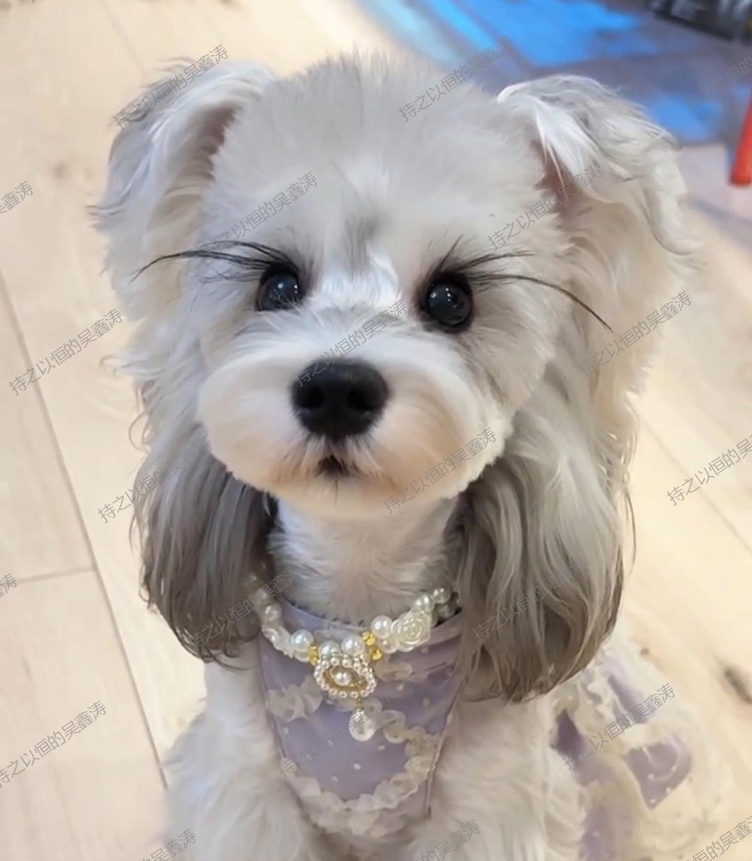 我闺蜜养的狗狗真的超级漂亮简直就是一个小公主