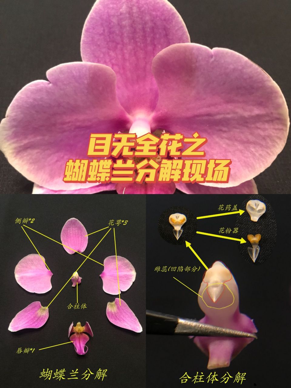 花冠的组成 花萼*3: 蕊柱(合柱体)*1:蕊柱,也叫合柱体,雌蕊,雄蕊合