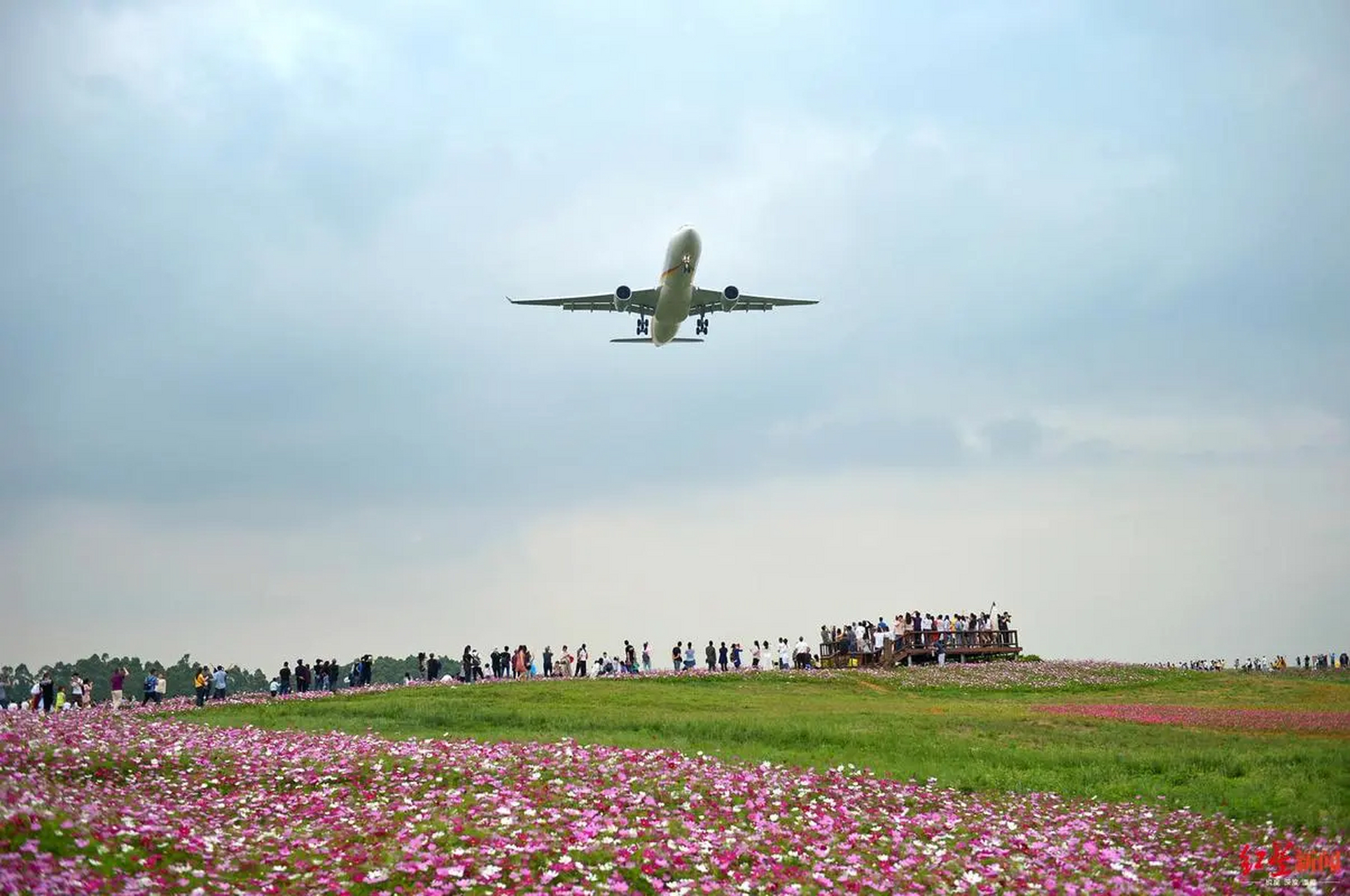 双流空港花田:是最近两年双流境内最有人气的热门打卡地之一.