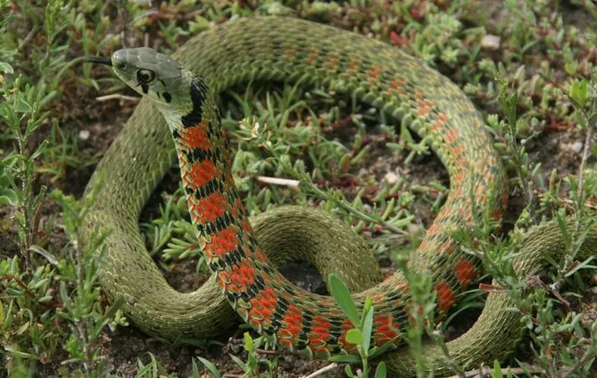 湖北十大毒蛇排行榜图片