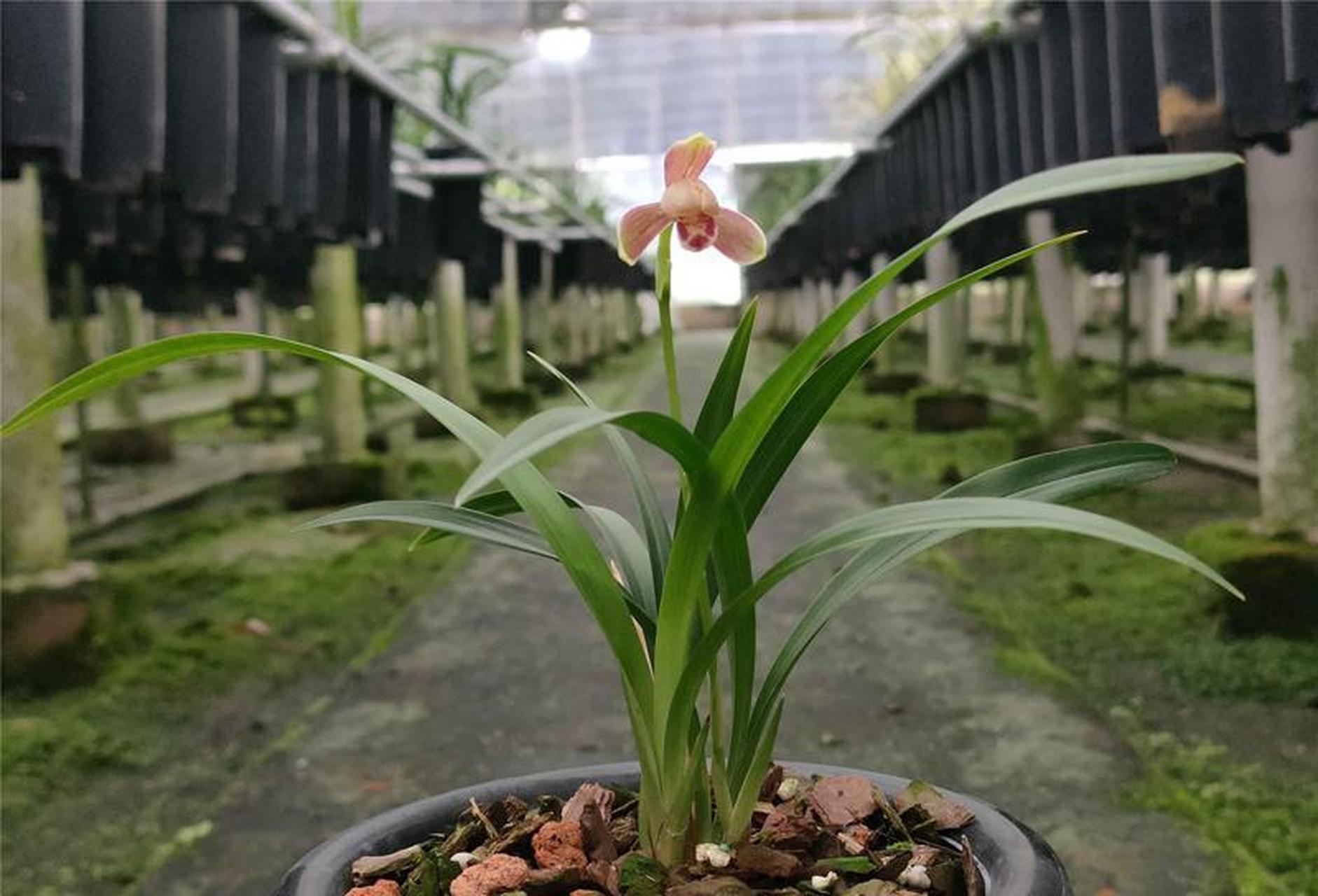 开得很精彩的一盆建兰精彩梅,只开了一朵花,硬是开成了春兰的造型,也