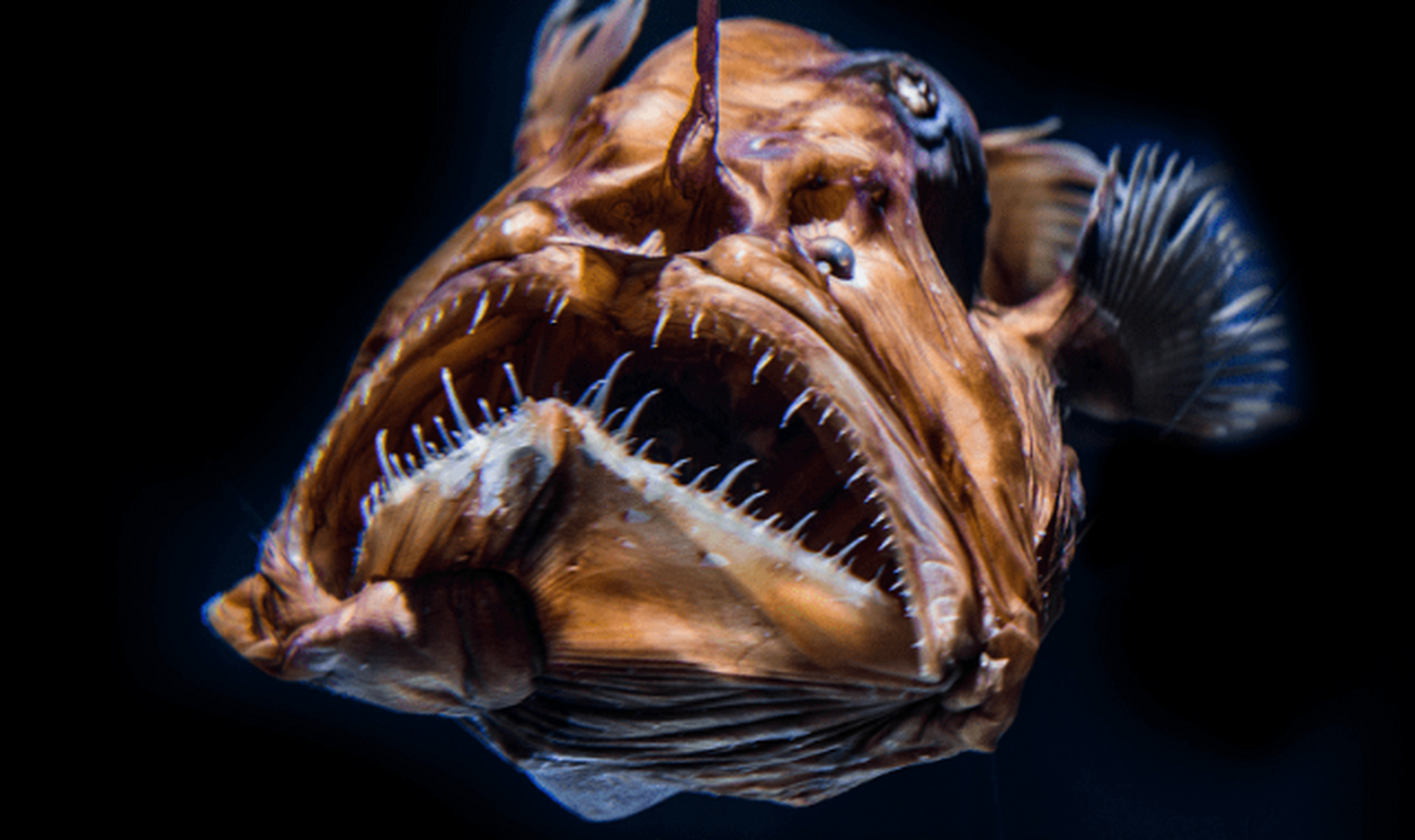 世界上最丑的动物,丑哭了 鮟鱇鱼 鮟鱇鱼又被称为蛤蟆鱼,它含有非常