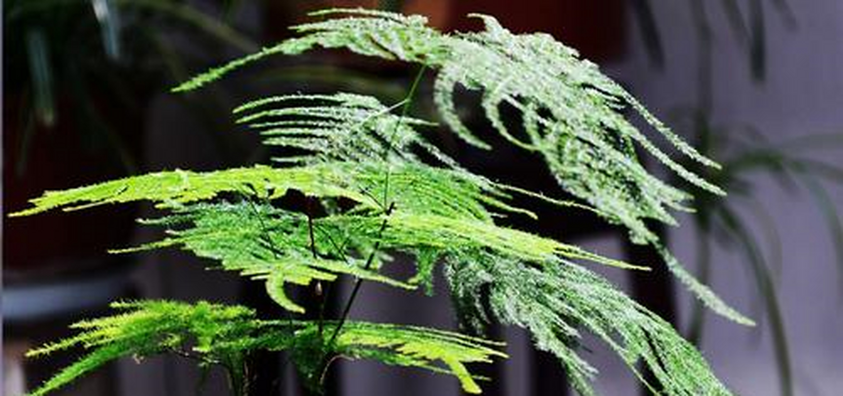 颜色鲜艳,也是非常好的室内观赏花卉,这是一种喜半阴的植物,不过红掌