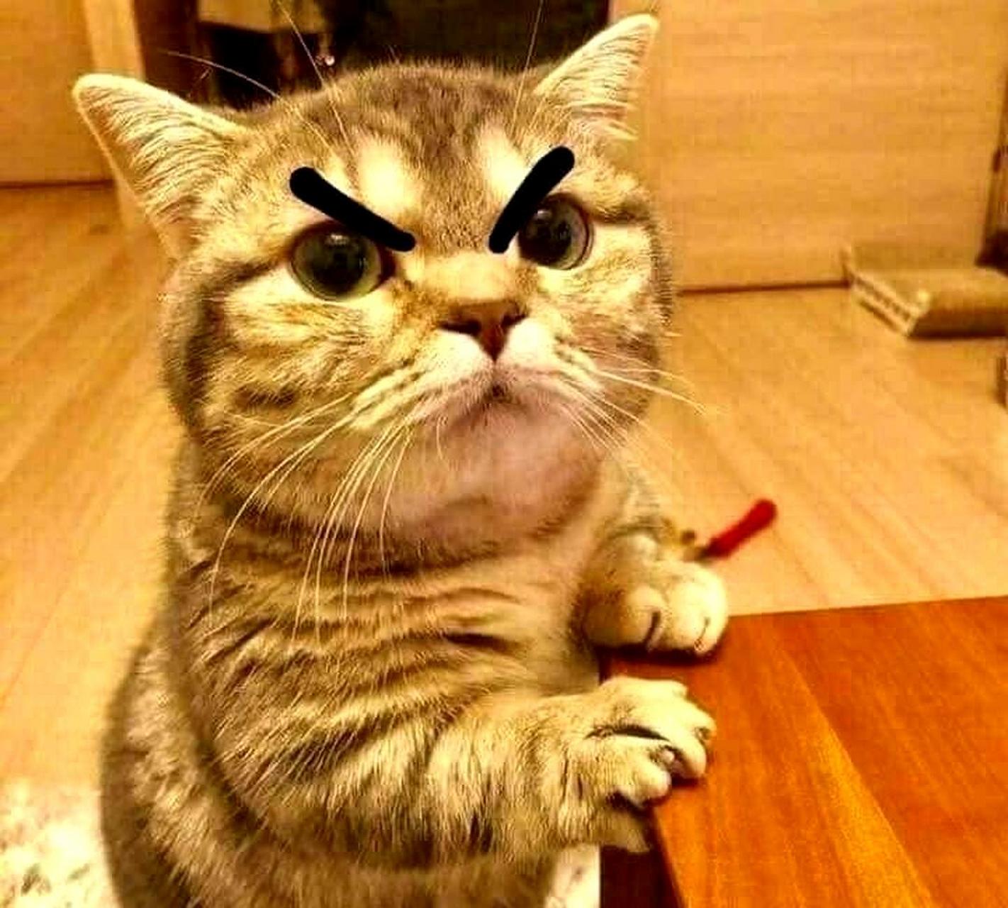 猫咪加上眉毛后,看起来更有表情了.