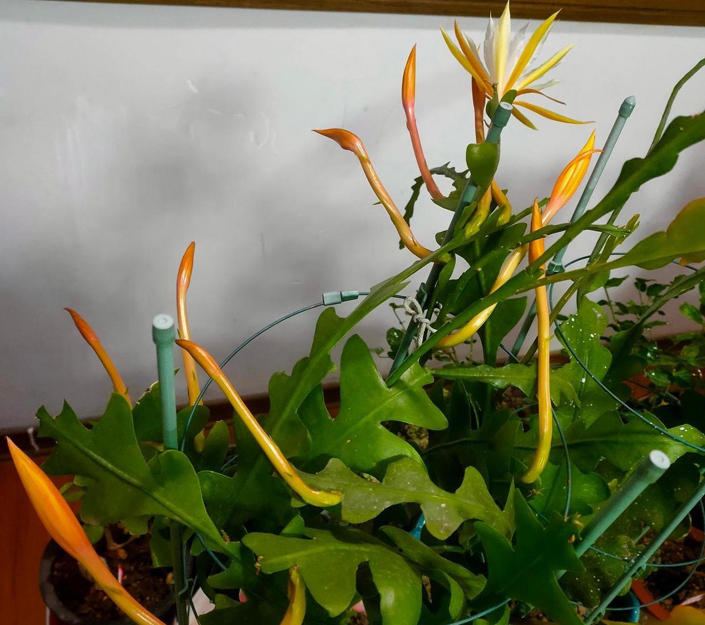 有种昙花叫"锯齿昙花",优良的室内盆栽绿植,耐阴且好养,在光照不多的