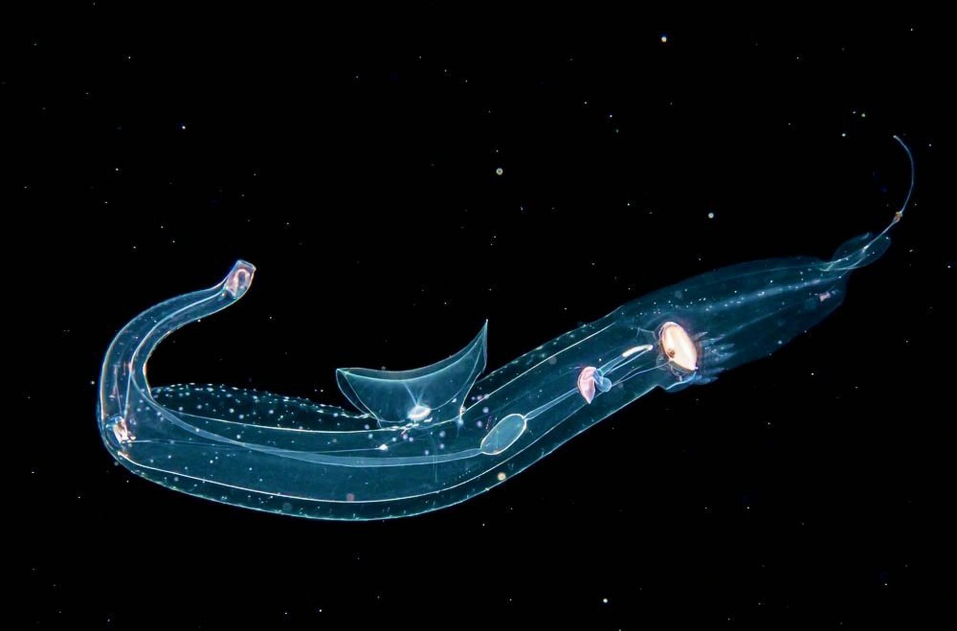 气管翼龙  01 学名:pterotrachea  01 别名:翼管螺,气管海象