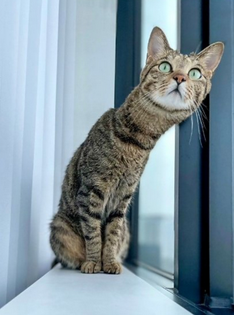 像是伸长脖子听八卦的样子