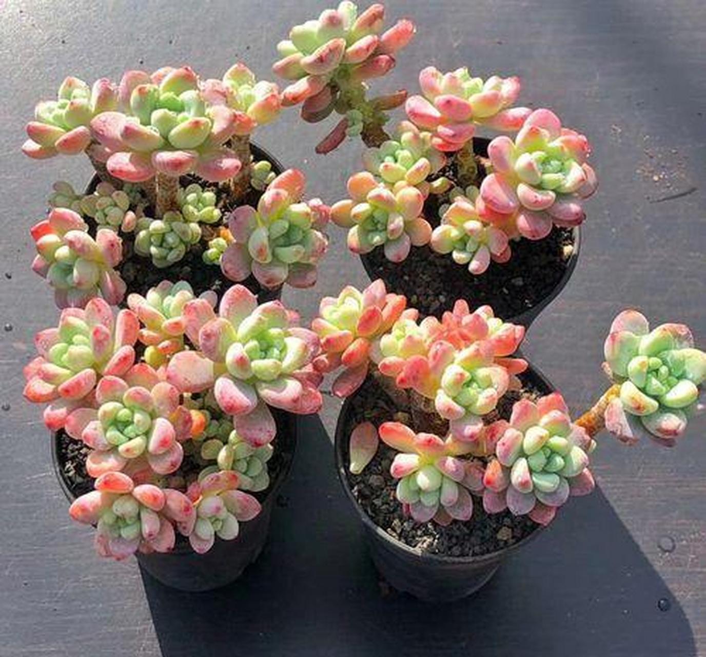 多肉劳尔好养易活,还能散发出淡淡的果香味  说起多肉劳尔,应该很多人