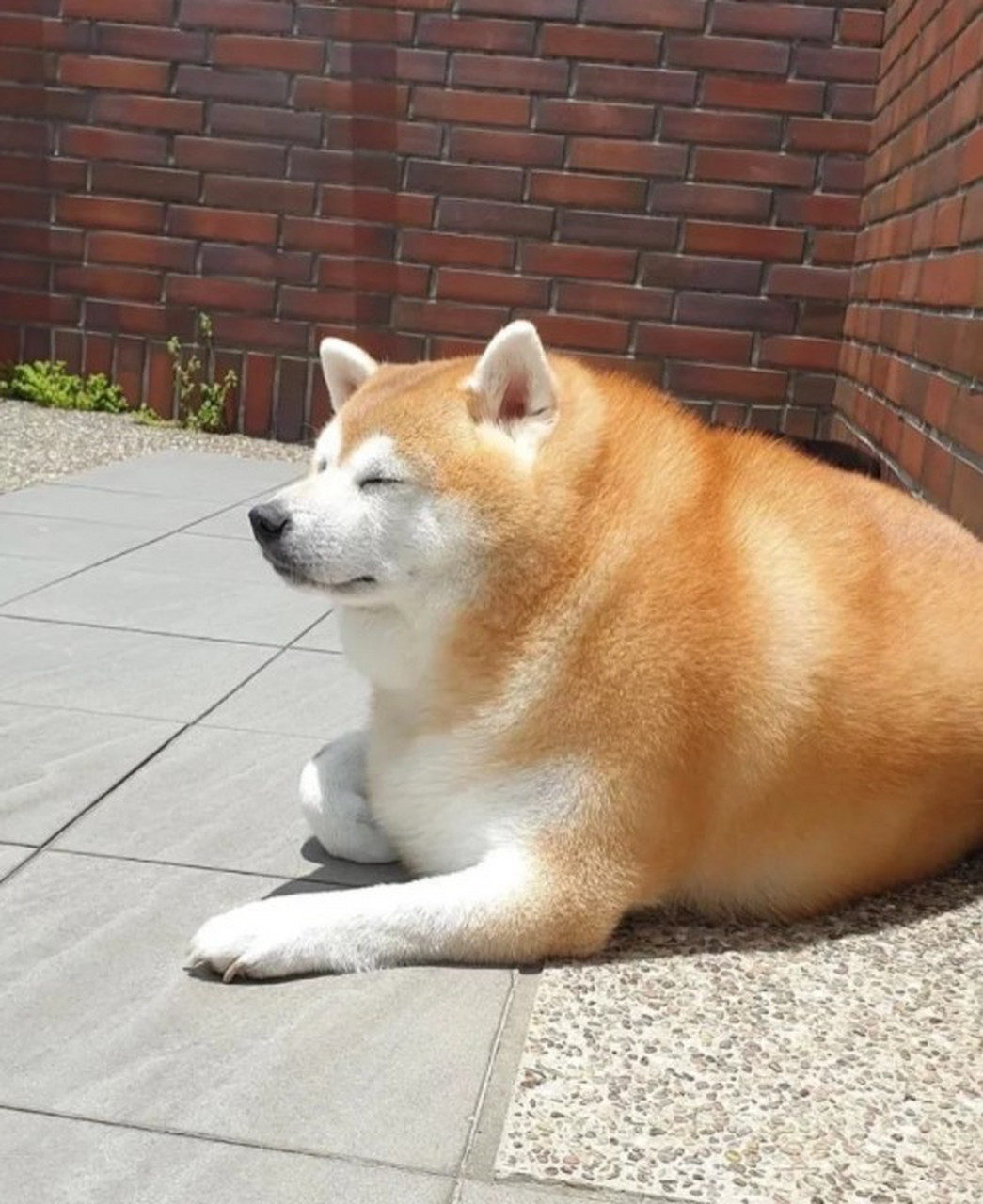 一组柴犬照片在网络上成功吸引网友目光,这次不是因为跟主人唱反调