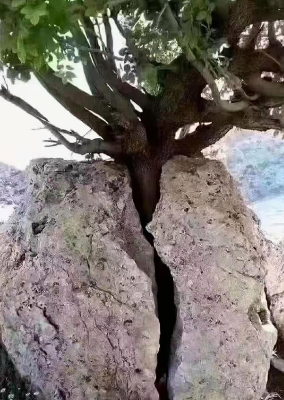 坚强的树穿过石头长大,让我明白什么 事情都是通过自己的努力才能有所