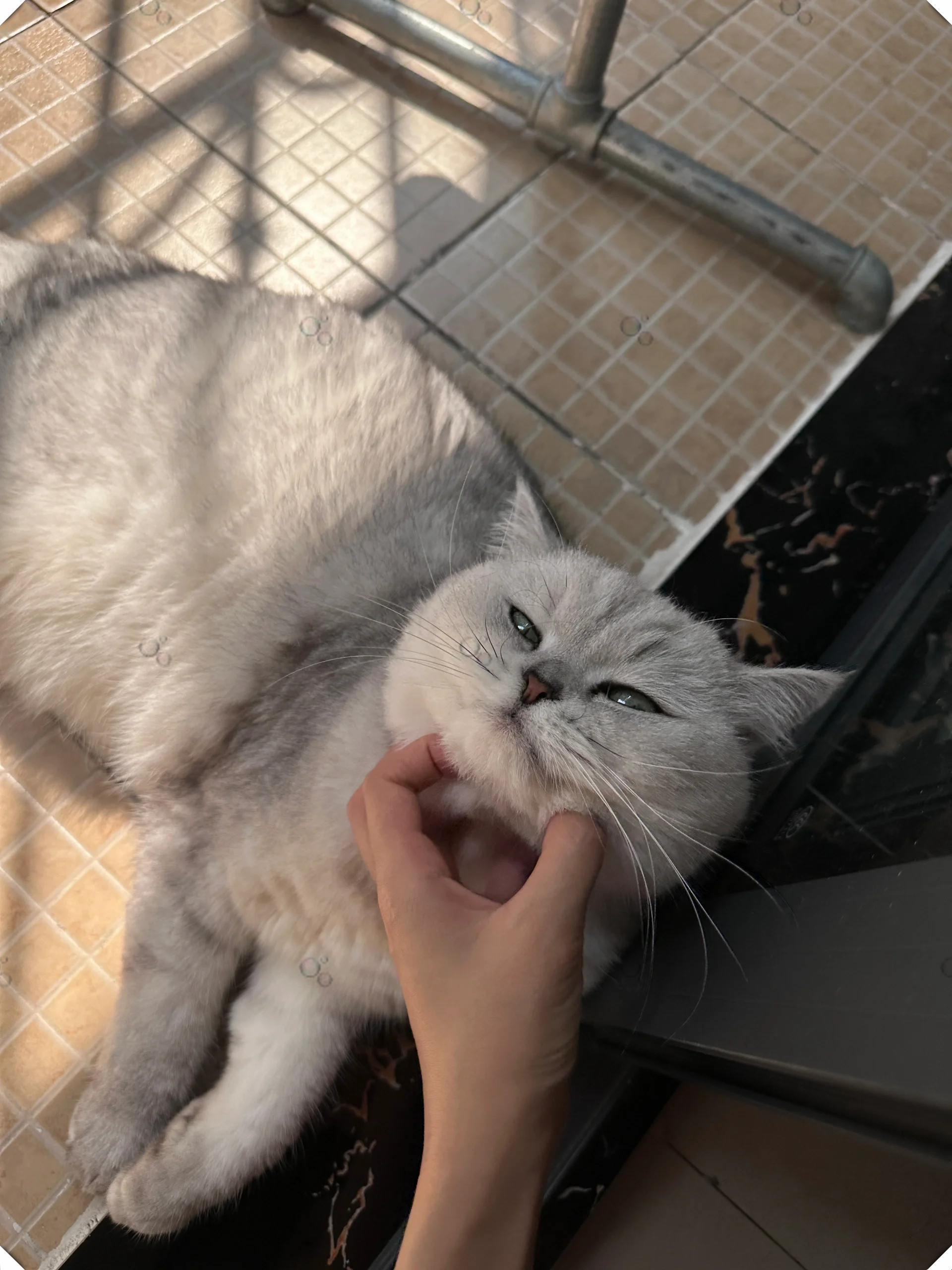 每次出门上班前一定要rua一下我的小猫猫