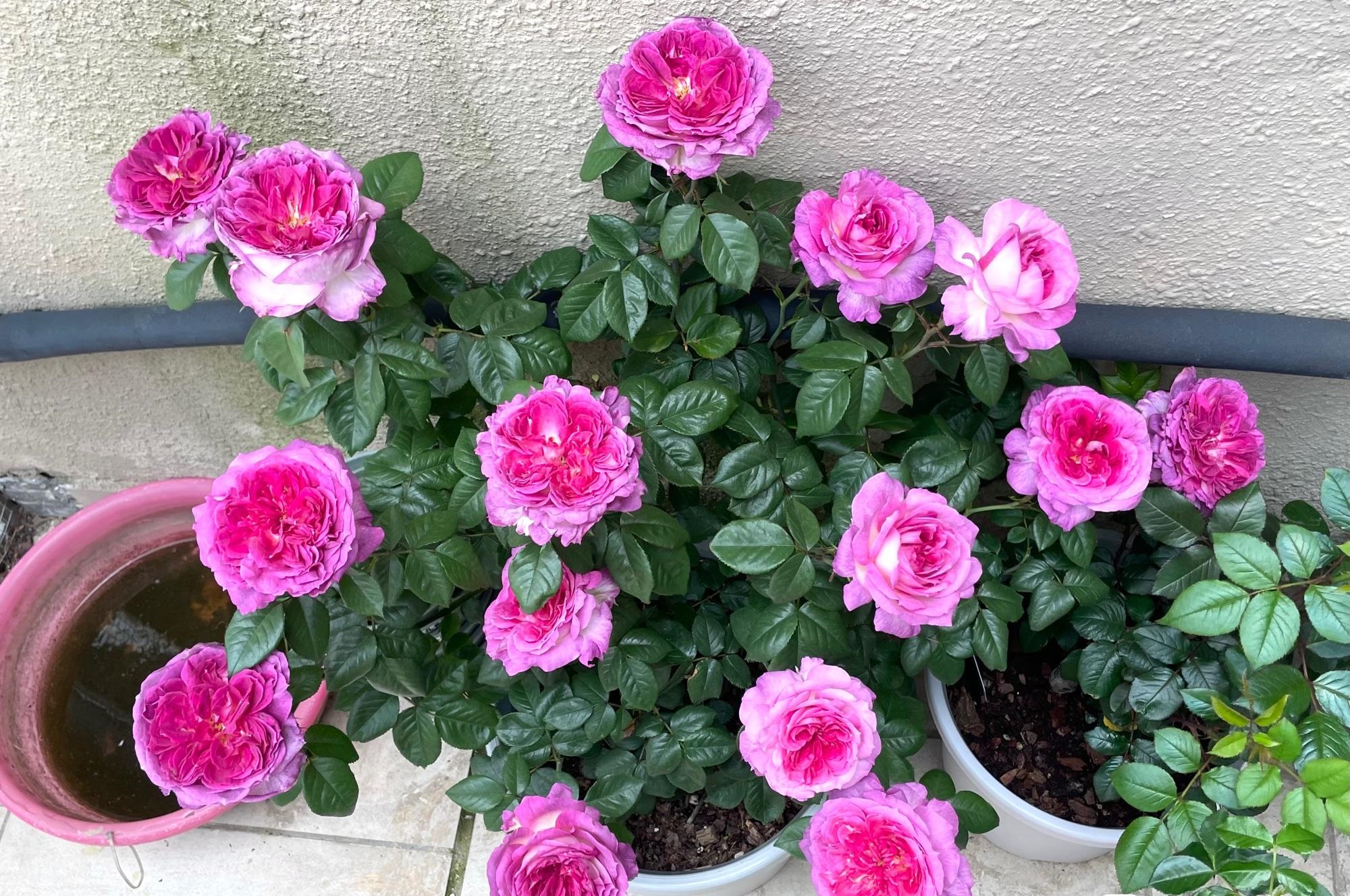 每天认识一种月季花,这个品种名叫"蓝莓蛋糕",这几年比较火的"网红"