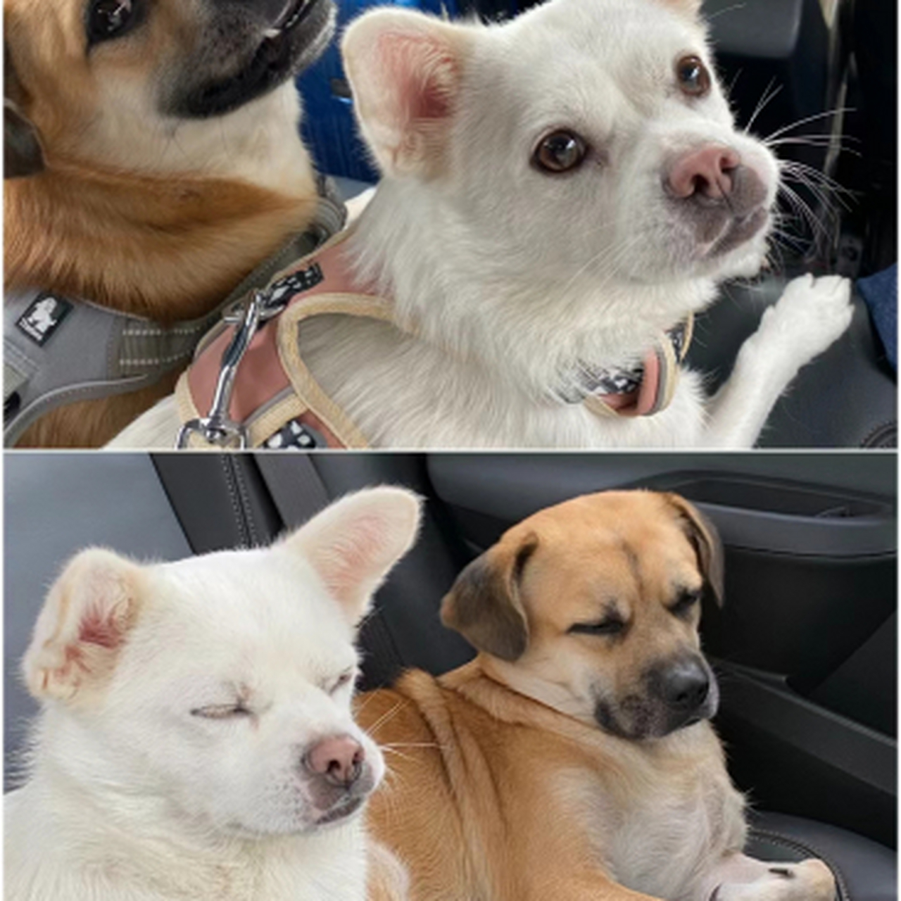 旅行的前后对比,狗子都坚持不住了