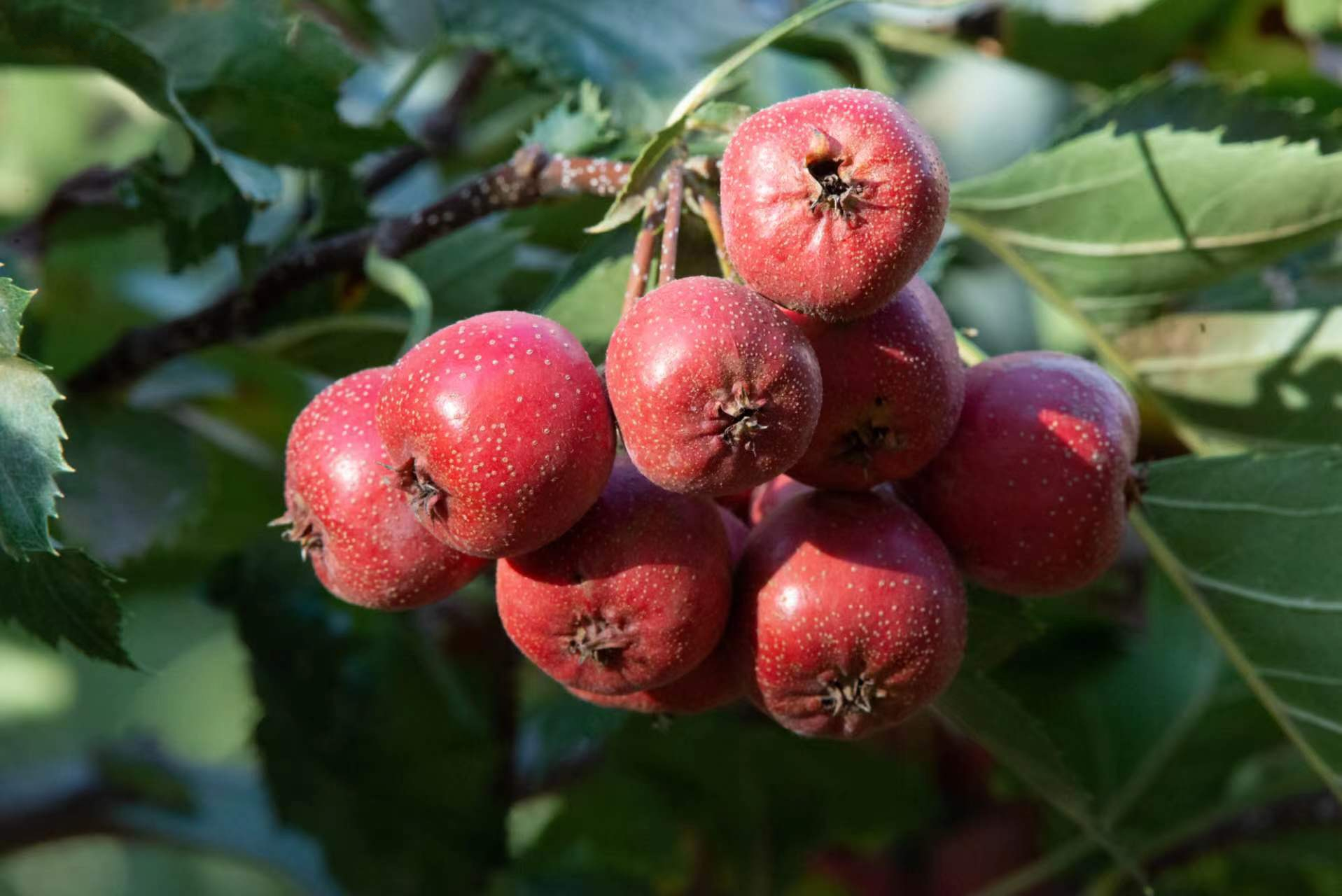 秋风冷雨树叶黄, 寒露喜看山里红.