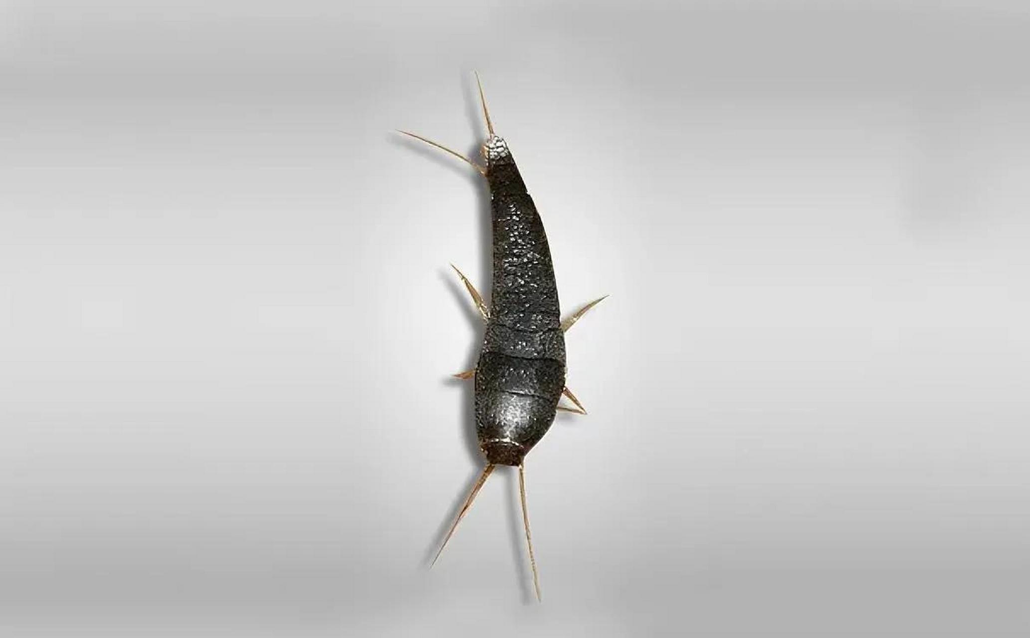 衣鱼,又称银鱼,是一种小型昆虫,它们在室内环境中很常见,平时多栖息在