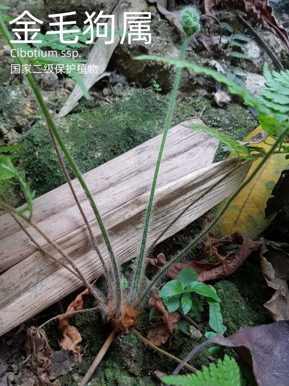 金毛狗蕨是什么植物图片