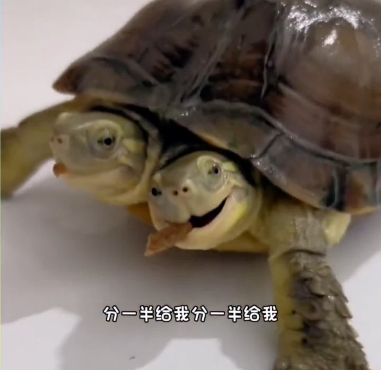 这看起来也不是双胞胎,一个身体两个头,这该叫什么?[左捂脸]