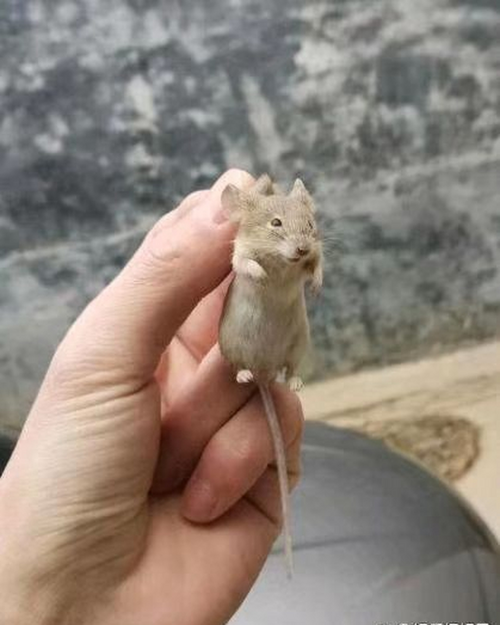 南方的老鼠居然比北方的老鼠大这么多,都是吃的啥长大的?