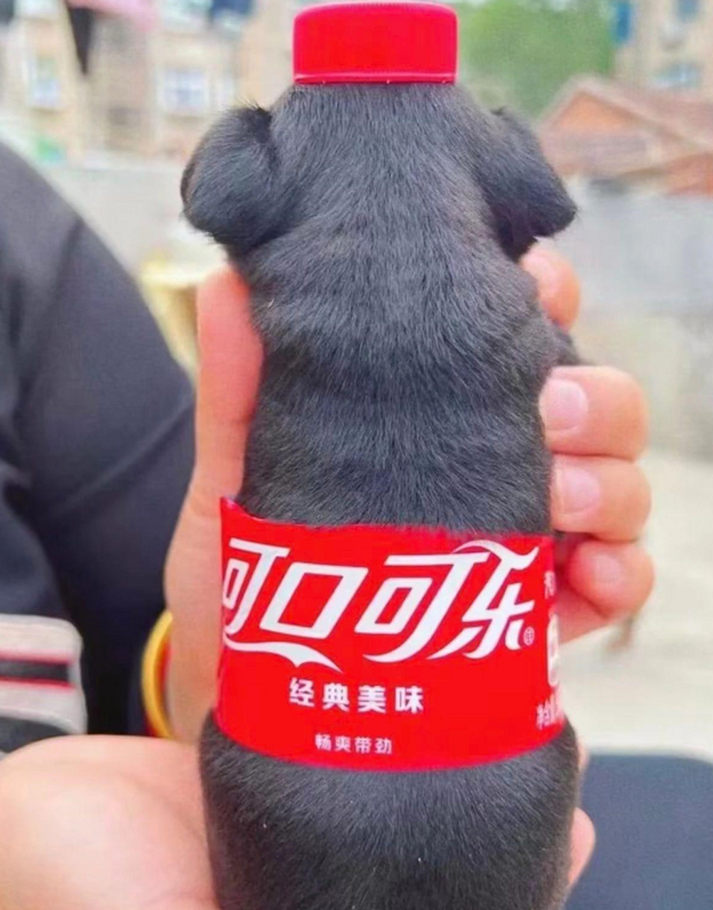 可口狗乐.你们猜猜这是可乐还是可乐狗?
