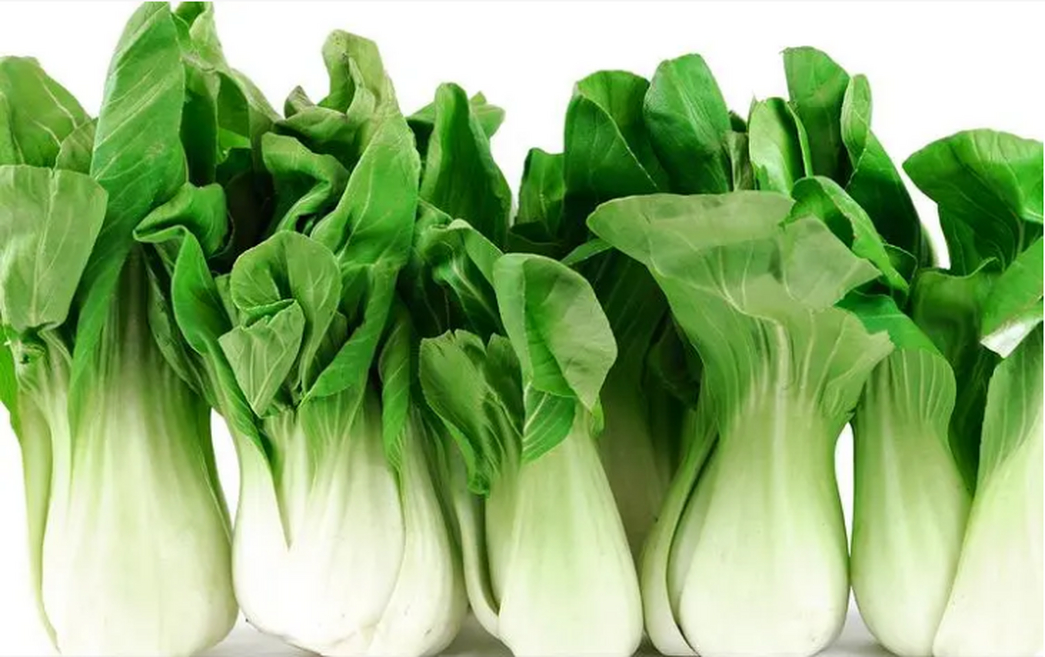 青菜是日常生活中最常见的绿色蔬菜,人们喜欢把它炒着吃,也会把琐做