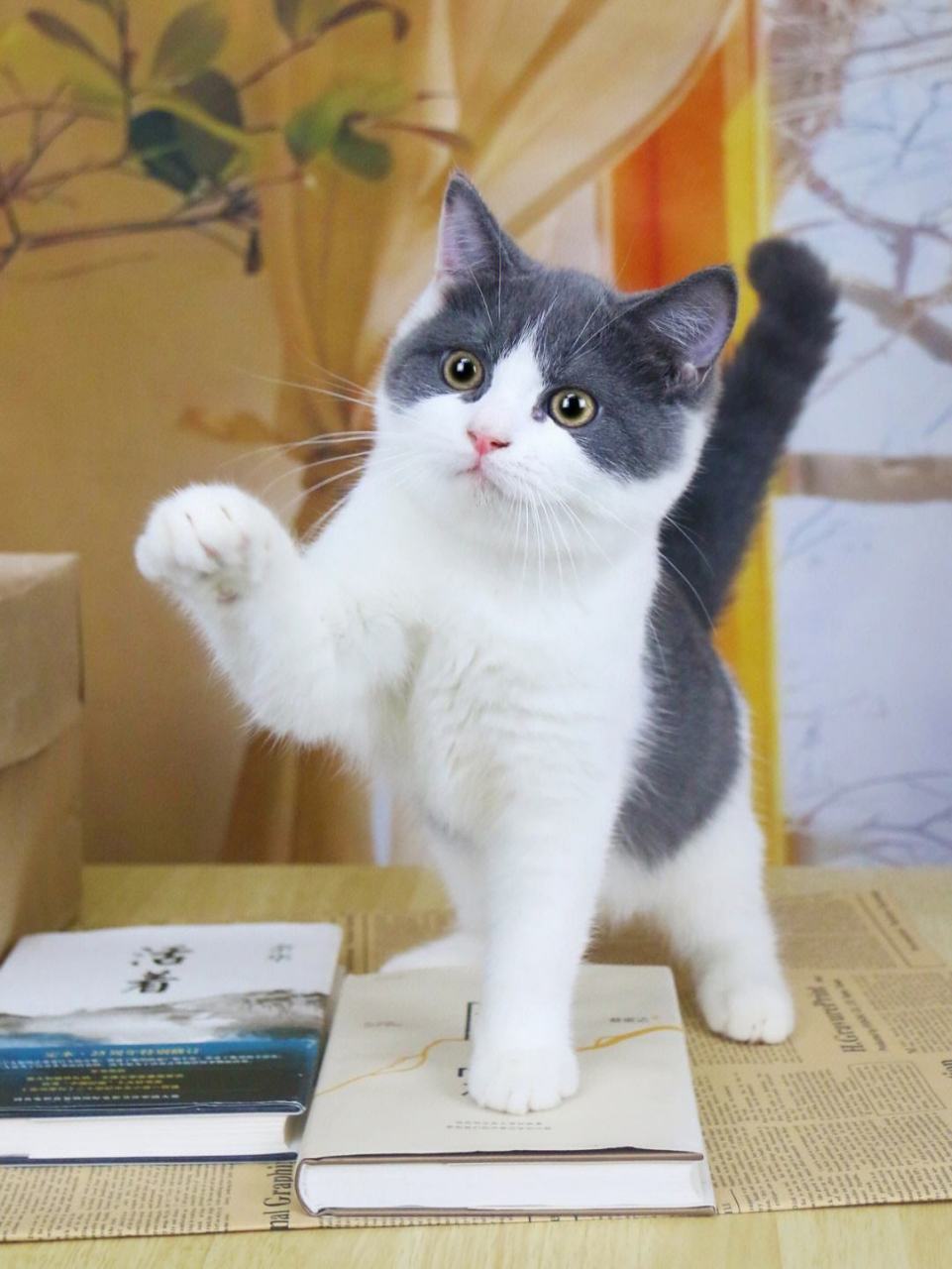 英短蓝白——毛发颜色通常为蓝色和白色,因此得名"蓝白".