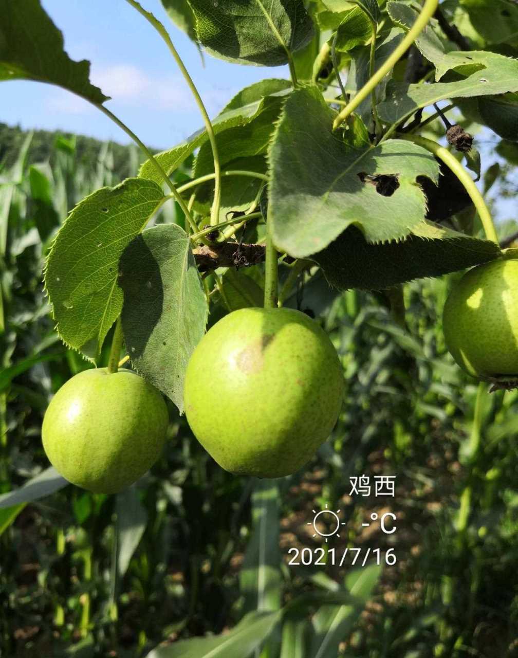 一一我老家山坡路边生长很多野生山梨,这种野山梨也是东北特有的水果