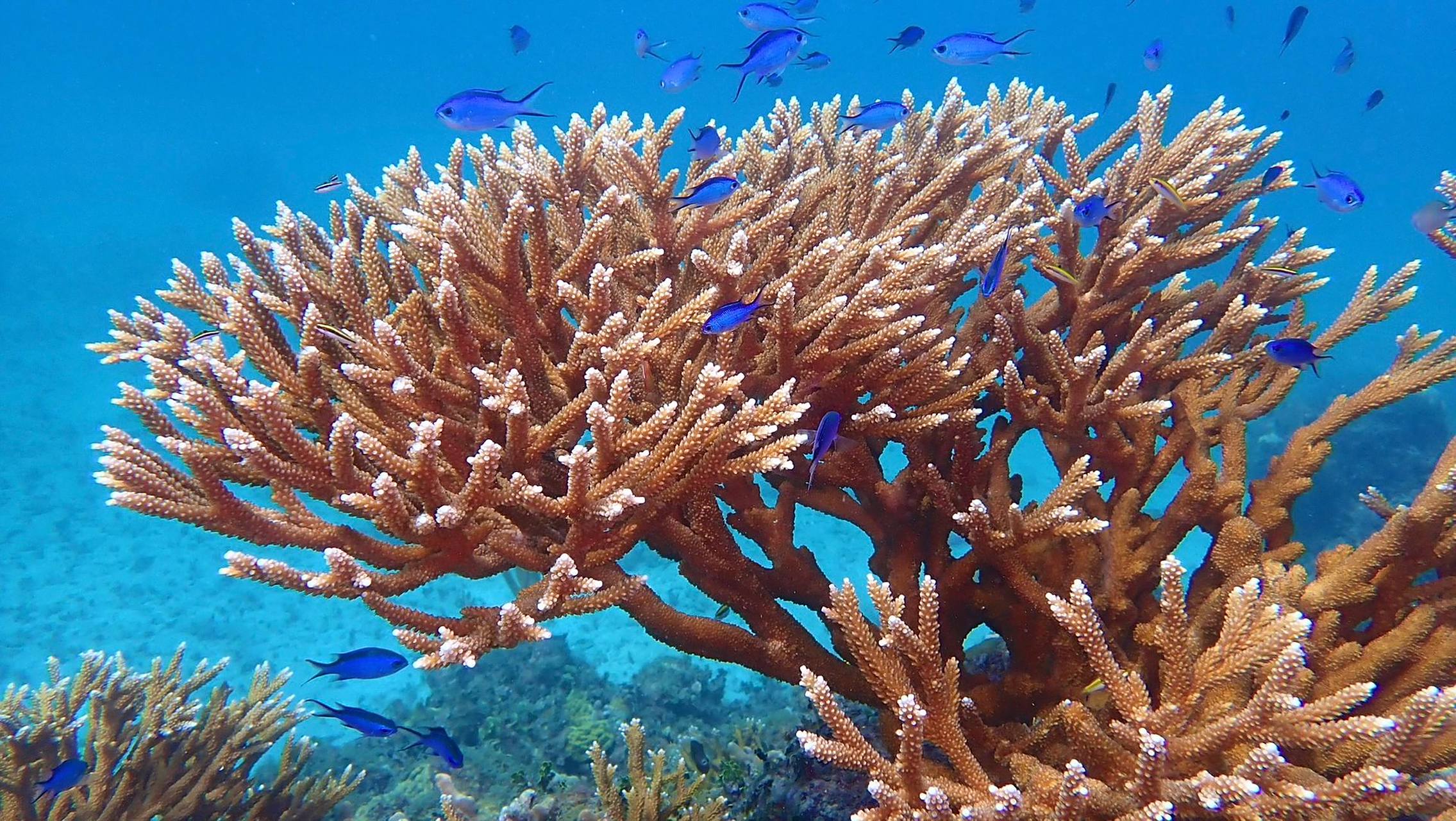 鹿角珊瑚|极度濒危的物种  06 学名:acropora sp.